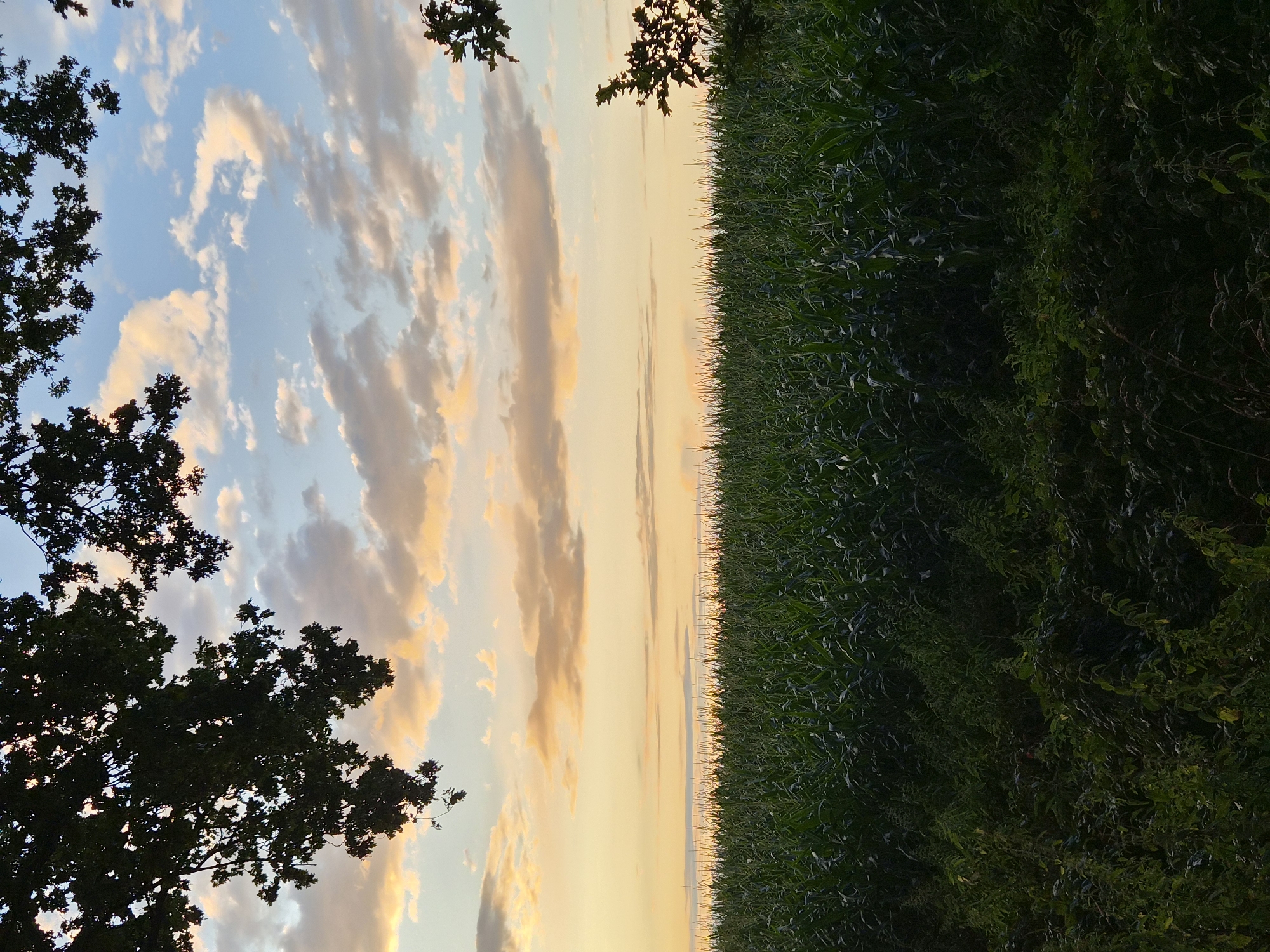 An outdoor, mid-range, eye-level shot depicts a cornfield under a pale yellow and blue sky with scattered clouds at dusk, as seen from Schiffdorf, Germany. The foreground is dominated by lush green foliage, including a dense undergrowth of weeds and a row of corn stalks stretching into the distance. Dark tree branches with leaves frame the top corners of the image. The sky exhibits a gradient from a soft yellow near the horizon to a pale blue at the top, with streaks of peach and white clouds. The overall impression is one of a peaceful rural landscape at the end of the day.