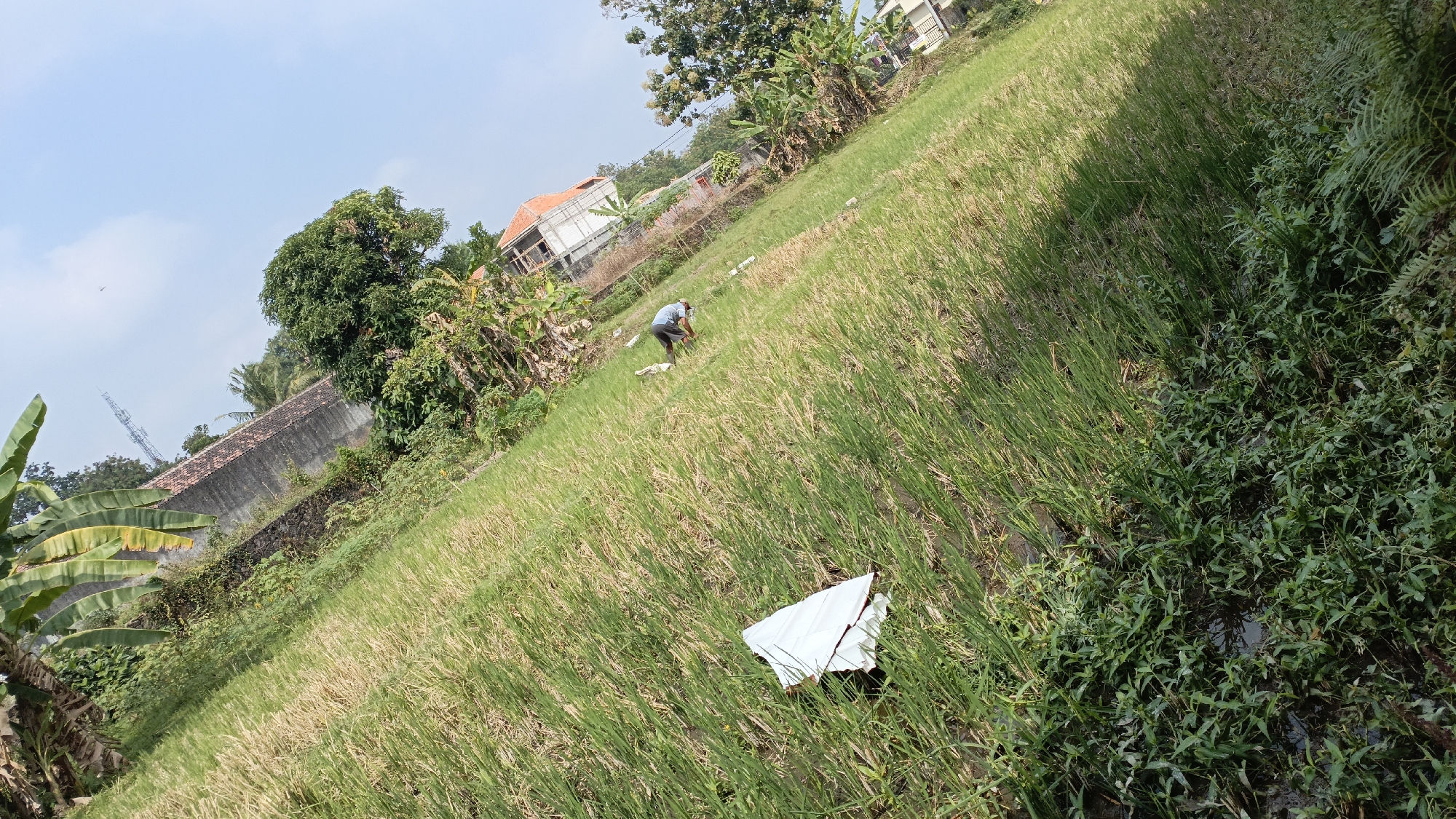 A medium shot shows a person wearing a blue shirt and dark shorts working in a rice paddy field under a clear blue sky with a few wispy clouds. The field slopes upwards and to the left, with a wall and some buildings visible in the background. The rice stalks are mostly green with some areas of yellowing, suggesting it is harvest season. There is a white object, possibly a piece of plastic sheeting, lying in the middle of the field. Banana trees and other vegetation can be seen to the left of the field, and more dense greenery lines the right edge of the frame. The scene appears to be located in Trihanggo, Indonesia.