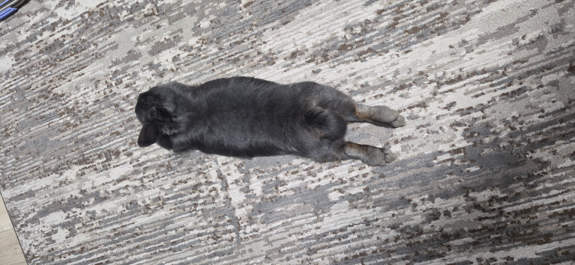 A dark gray rabbit is lying spread-eagled on its stomach on a grey and beige abstract patterned rug. The rabbit's hind legs are extended behind it, and its front paws are not visible. The scene is indoors, and no specific location in Ussurijsk, Russia, can be determined from the image.