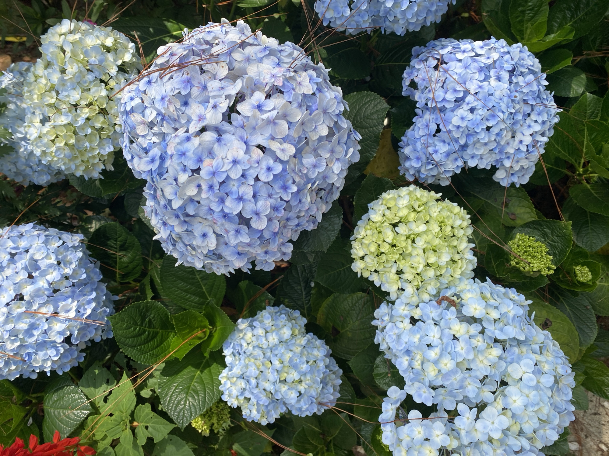 The image depicts a cluster of blue and light green hydrangeas in bloom, set against a background of green foliage. The hydrangeas are the dominant feature, with several large, spherical flower heads displaying various shades of blue and light green. The setting is likely a garden or landscaped area. Since it is in Da Lat, Vietnam, it is likely that the temperature is moderate and humid.