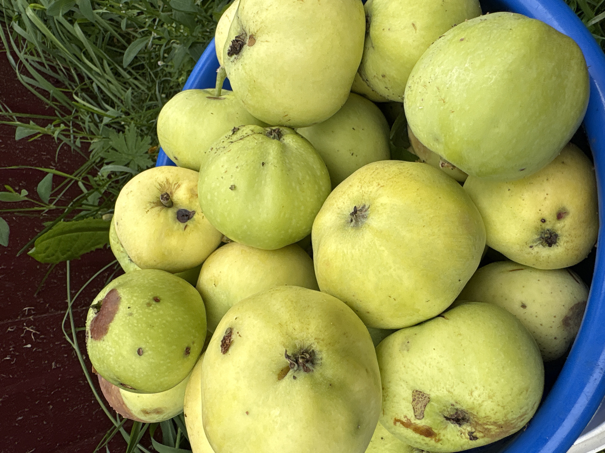 In the city of Vetluzhsky, Russia, a close-up, overhead view captures a bounty of freshly harvested, light green apples piled high in a bright blue plastic basin. The apples exhibit a variety of imperfections, including brown spots and blemishes, indicative of their natural state. The background is a blur of green grass and a dark red wooden fence, suggesting an outdoor setting, likely a garden or orchard. The lighting is natural, with soft shadows indicating an overcast sky or late afternoon sun. The scene is still and focuses solely on the produce.