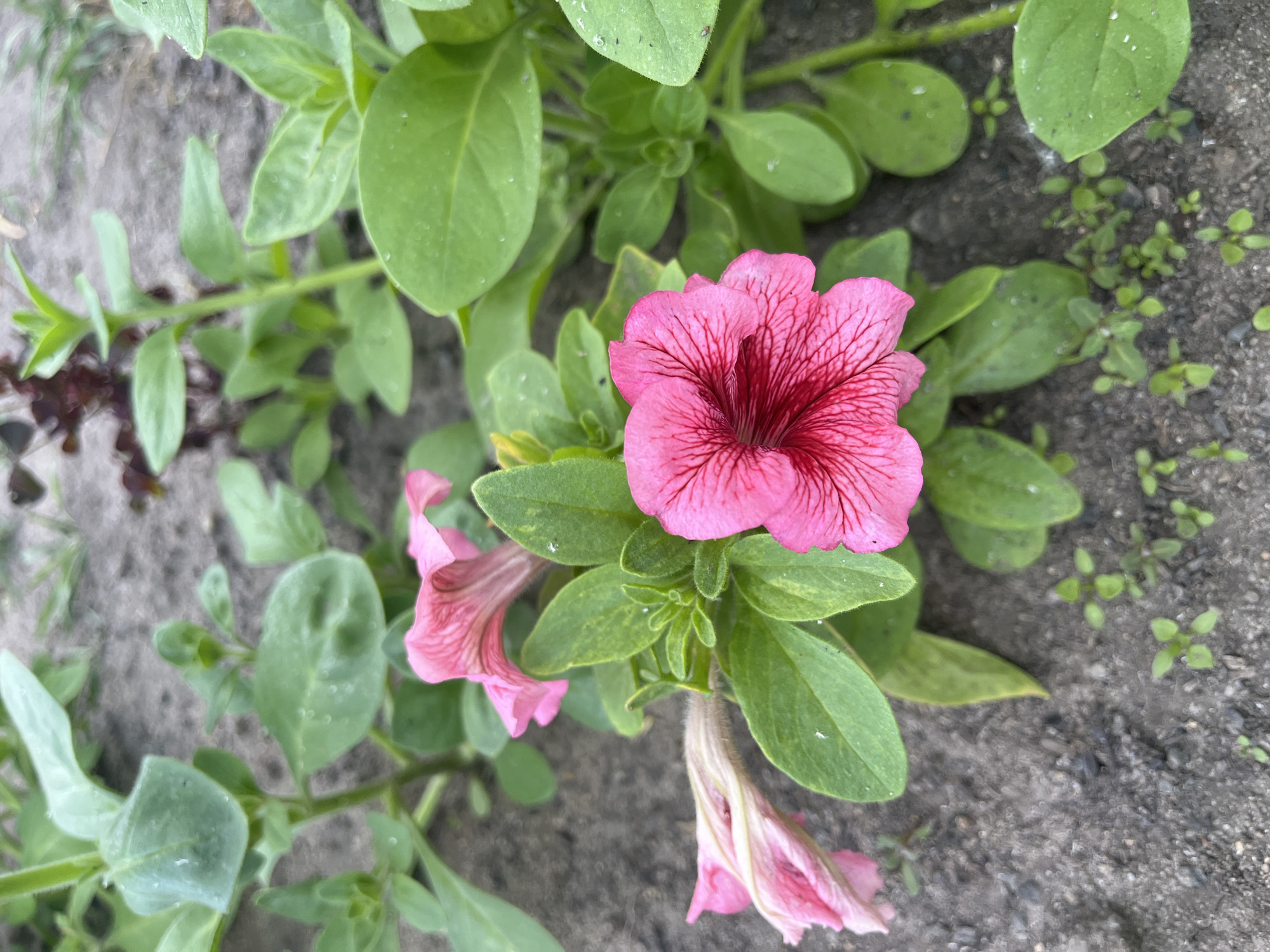 The image shows a close-up view of pink petunia flowers growing in the soil. The flowers have a vibrant pink color with darker pink veins radiating from the center. The petals are delicate and trumpet-shaped. Green leaves surround the flowers, some with water droplets on their surface, suggesting recent rain or watering. The soil is dark and appears to be a mix of dirt and small pebbles. In the background, other green plants are visible, some out of focus. The scene is likely a garden or a natural outdoor setting. The image does not contain any people or specific identifiable landmarks.