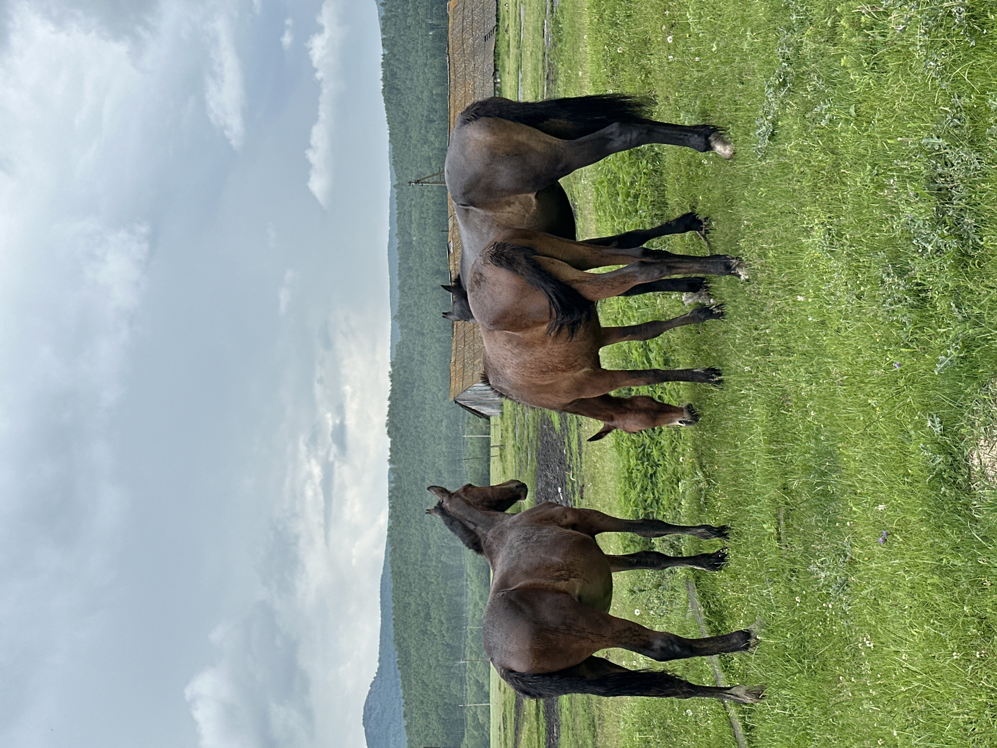 In Abzakovo, Russia, on a cloudy day, three brown horses are grazing in a grassy field. The horse on the left is facing right, while the horse in the middle is facing away from the camera, with its head down grazing. The horse on the right is also facing away from the camera, with its rear end visible. In the background, there are some buildings with tiled roofs and a forested hill under a cloudy sky. The ground is covered in green grass, with some patches of mud and sparse white flowers.