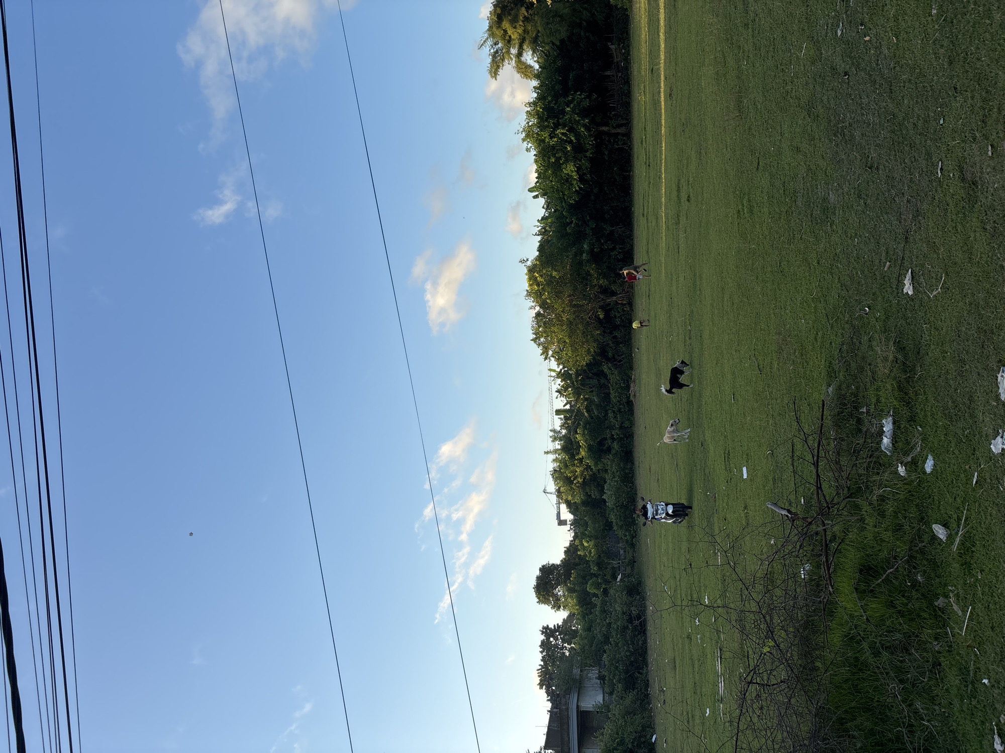 The image depicts a grassy field in Ungasan, Indonesia under a blue sky with scattered clouds and visible power lines. The field has scattered trash. In the field are three visible dogs and a person in red clothing. A motorcycle is parked on the grass near the edge of a line of trees. A building is visible in the lower left edge of the picture.