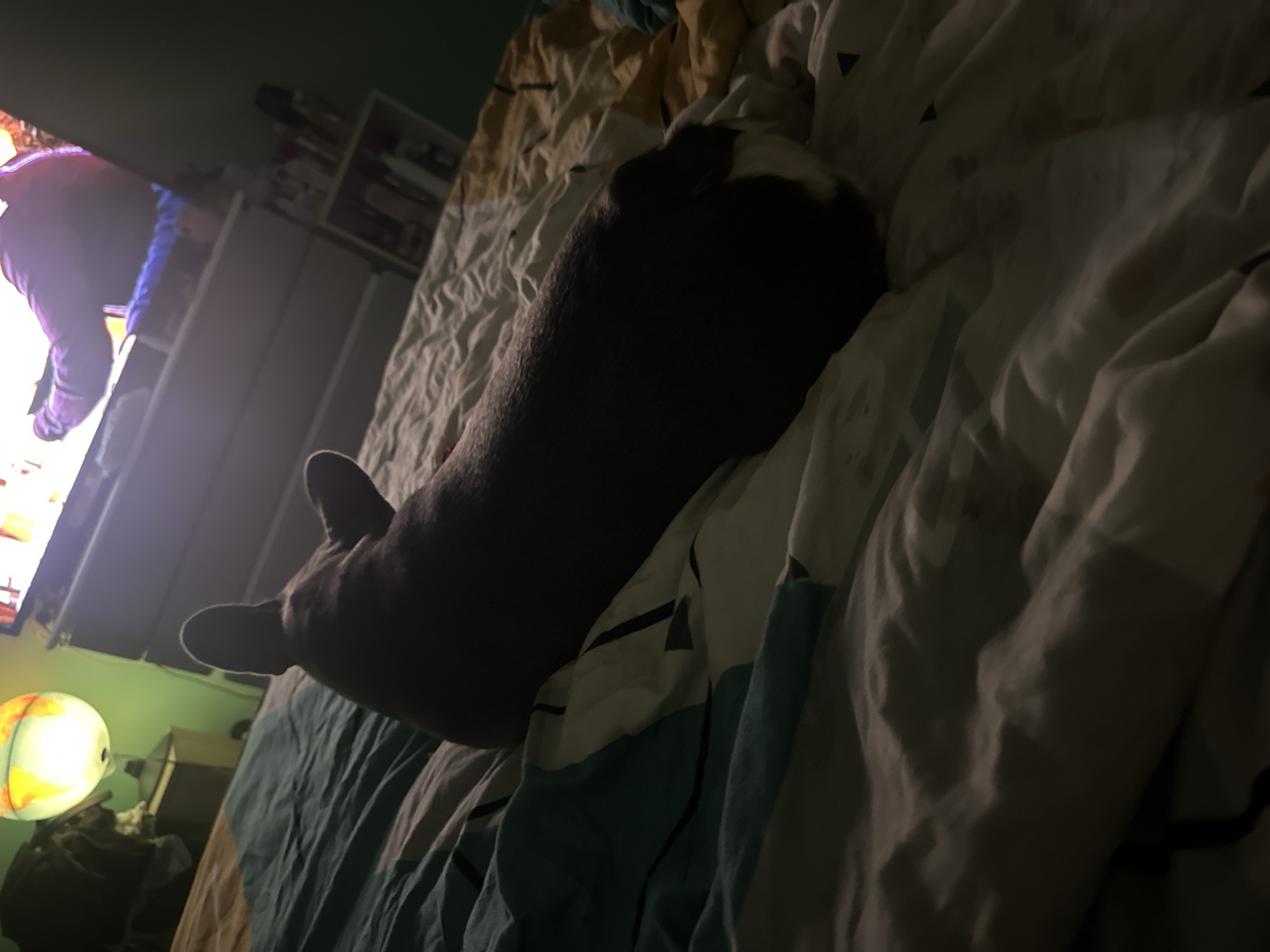 A dark-colored dog, likely a French Bulldog, lies on a bed with patterned sheets in a dimly lit room. The dog is positioned facing away from the camera, with its head and ears visible. In the background, a television screen displays a brightly lit image, and a globe-shaped lamp illuminates the left side of the frame. The room appears to be a bedroom, with a dresser and shelves visible behind the dog. The overall impression is one of a relaxed, indoor setting.