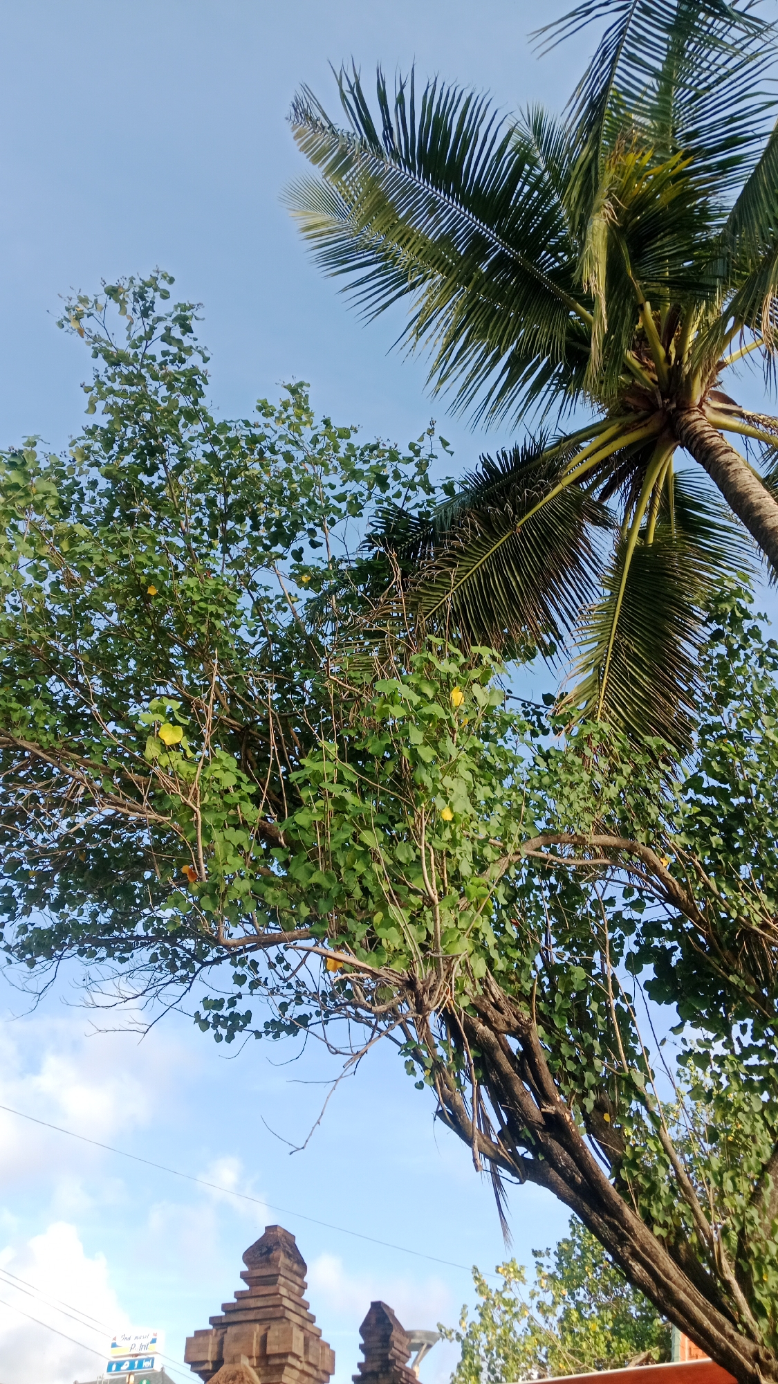 This image captures a street scene in Kuta, Indonesia, dominated by lush green trees and a clear blue sky. A prominent coconut palm tree extends its fronds from the upper right corner, its rough bark visible. To the left, a broad-leafed tree with numerous branches is laden with green foliage and dotted with small yellow flowers. In the lower portion of the frame, traditional Balinese temple gate structures, made of carved stone, are partially visible, suggesting a cultural landmark. Power lines crisscross the sky above the temple gates, and a sign with text is visible in the distance. The overall impression is a vibrant, tropical environment.