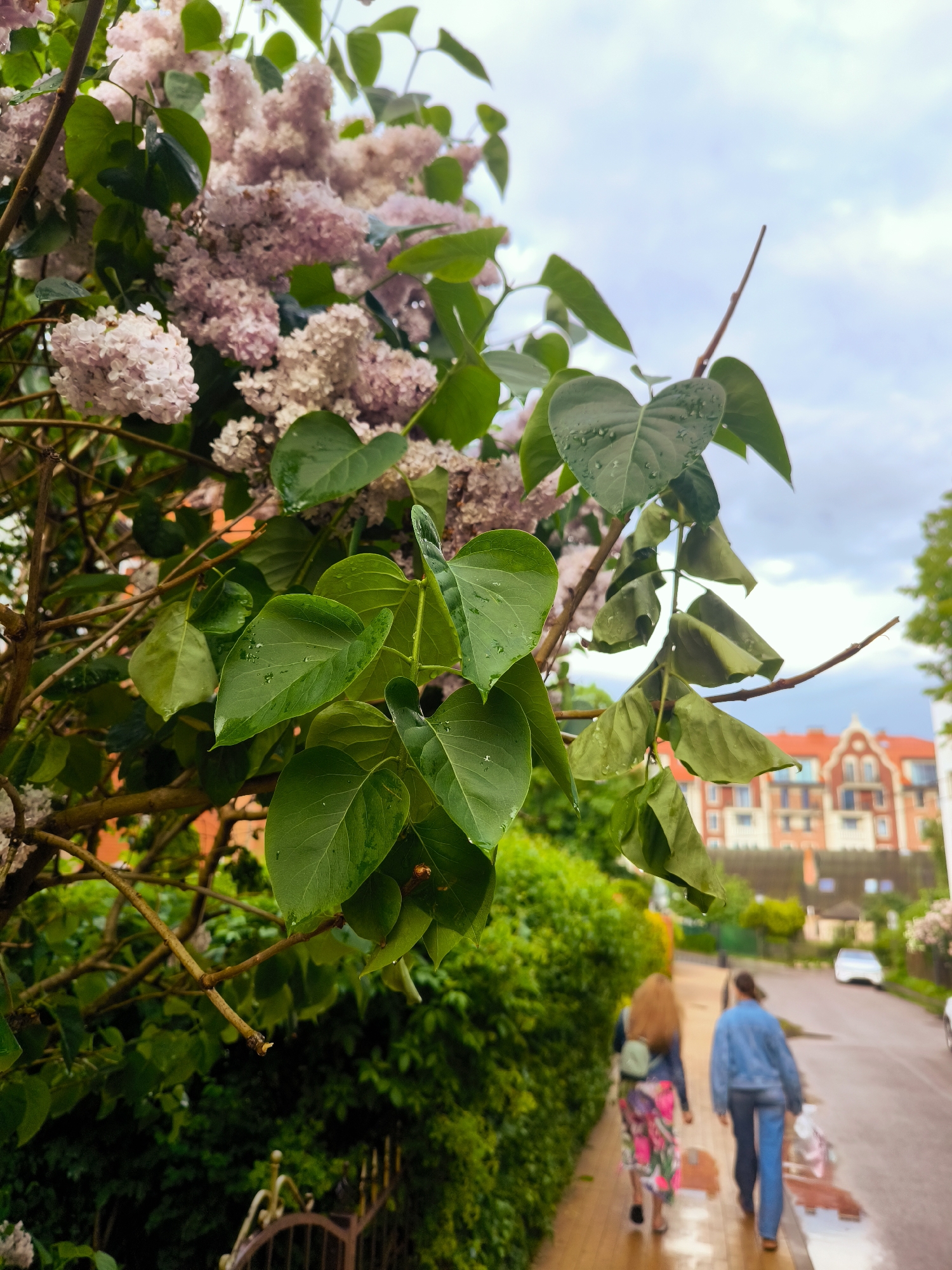 The image presents a close-up, slightly elevated perspective of a vibrant lilac bush in Zelenogradsk, Russia, with a residential street scene in the background under an overcast sky.
In the immediate foreground and mid-ground, numerous clusters of light pink to white lilac blossoms are visible, interspersed among lush green leaves. Many of these leaves display visible water droplets, indicating recent rain or dew. Bare brown branches of the lilac bush weave through the foliage. A dark metal fence or gate with ornate details is partially visible at the bottom left.
Beyond the flowering bush, a paved street or sidewalk appears wet and reflective, suggesting damp conditions. Along the left side of this thoroughfare, a dense green hedge borders the path. Two individuals are walking away from the camera on the paved surface. The person on the left has long, reddish-brown hair, wears a dark top, a multi-colored floral skirt (featuring pink, green, and white patterns), and carries a light-colored backpack. The person on the right wears a denim jacket and dark pants. Both are observed from behind, their faces obscured.
In the background, beyond the street and pedestrians, several residential buildings are visible. A prominent multi-story building on the right features red-tiled roofs, light-colored facades, and intricate architectural details characteristic of older European-style construction, consistent with properties in Zelenogradsk. Further down the street, at least two white vehicles are visible. The sky above is cloudy, dominated by light grey and white tones, suggesting a soft, diffused light source.