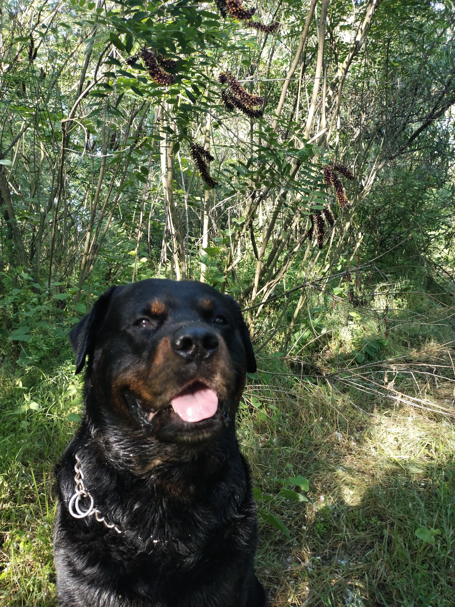 A Rottweiler dog is pictured in a woodland environment, with its head and upper chest filling the foreground. The dog is dark in color with tan markings on its face, and its tongue is sticking out. It is wearing a silver chain collar. The background consists of dense vegetation, including trees, bushes, and tall grass, with sunlight filtering through the leaves, creating dappled light and shadow on the ground. The specific location in Horishni Plavni, Ukraine, is not discernible from the image itself.