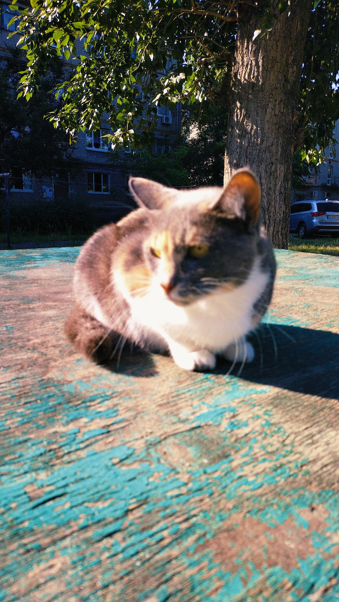 The image captures a domestic cat sitting on a weathered, teal-painted wooden surface. The cat, with grey and white fur, is the primary subject, positioned centrally in the frame and slightly out of focus. Behind the cat, a large tree trunk is visible, casting a shadow. In the background, a multi-story brick building with visible windows and air conditioning units suggests an urban setting. A blue SUV is parked on a paved area to the right, near a patch of grass and a sidewalk. The overall scene implies an outdoor location, likely a courtyard or common area within a residential complex in Horishni Plavni, Ukraine, during daylight hours, as indicated by the sunlight and shadows.