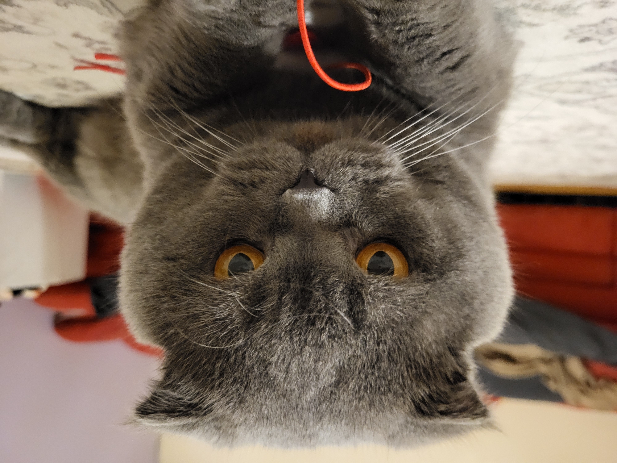 A close-up, eye-level shot shows a grey Scottish Fold cat with distinctive folded ears and orange eyes. The cat is lying down, facing the camera, with a red string or cord in front of its paws. The background is blurred, but appears to be an indoor setting with furniture, including a red couch, and a patterned rug. The lighting is warm and indoor.