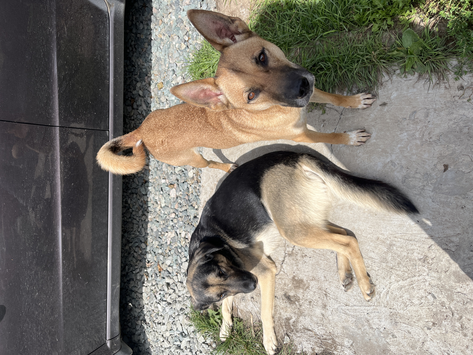 Two dogs are outdoors on a sunny day. One dog, a German Shepherd mix, is lying down on a concrete surface, facing left with its head resting on its paws. The other dog, a tan mixed breed, is standing and looking at the camera. Behind the dogs is a gravel area and the dark body of a car. Green grass grows to the right of the dogs and along the edge of the gravel. The scene appears to be a residential outdoor space.