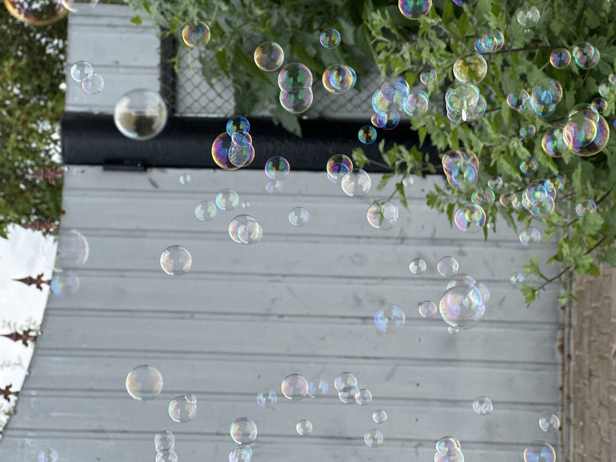 An outdoor scene shows numerous iridescent bubbles floating in the air. The background consists of a light grey, corrugated metal fence and green foliage. Some of the bubbles reflect the light and colors of their surroundings. The image appears to be taken in an urban setting, possibly a backyard or park.