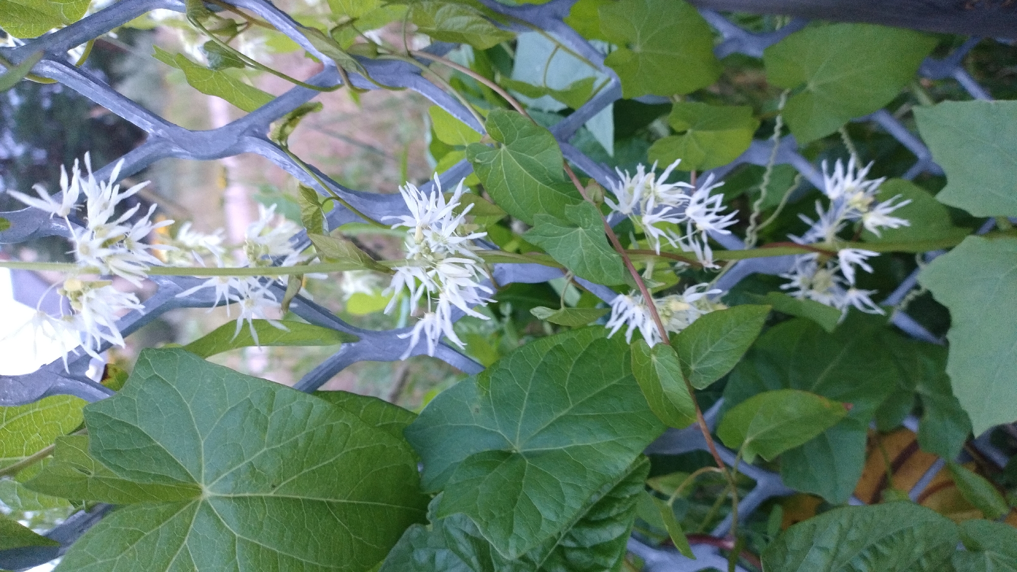 The image shows a close-up of white, spiky flowers on a vine, intertwined with a grey metal fence. The flowers are delicate and clustered, with thin, elongated petals. Several large, green leaves with visible veins are also prominent in the foreground and midground. The background is blurred, showing hints of greenery and possibly structures, suggesting an outdoor environment. The lighting appears to be natural, possibly diffused daylight. There are no people or animals visible in the frame. The scene is likely a garden or a public space with vegetation and fencing in the city of Jelgava, Latvia, given the context provided.