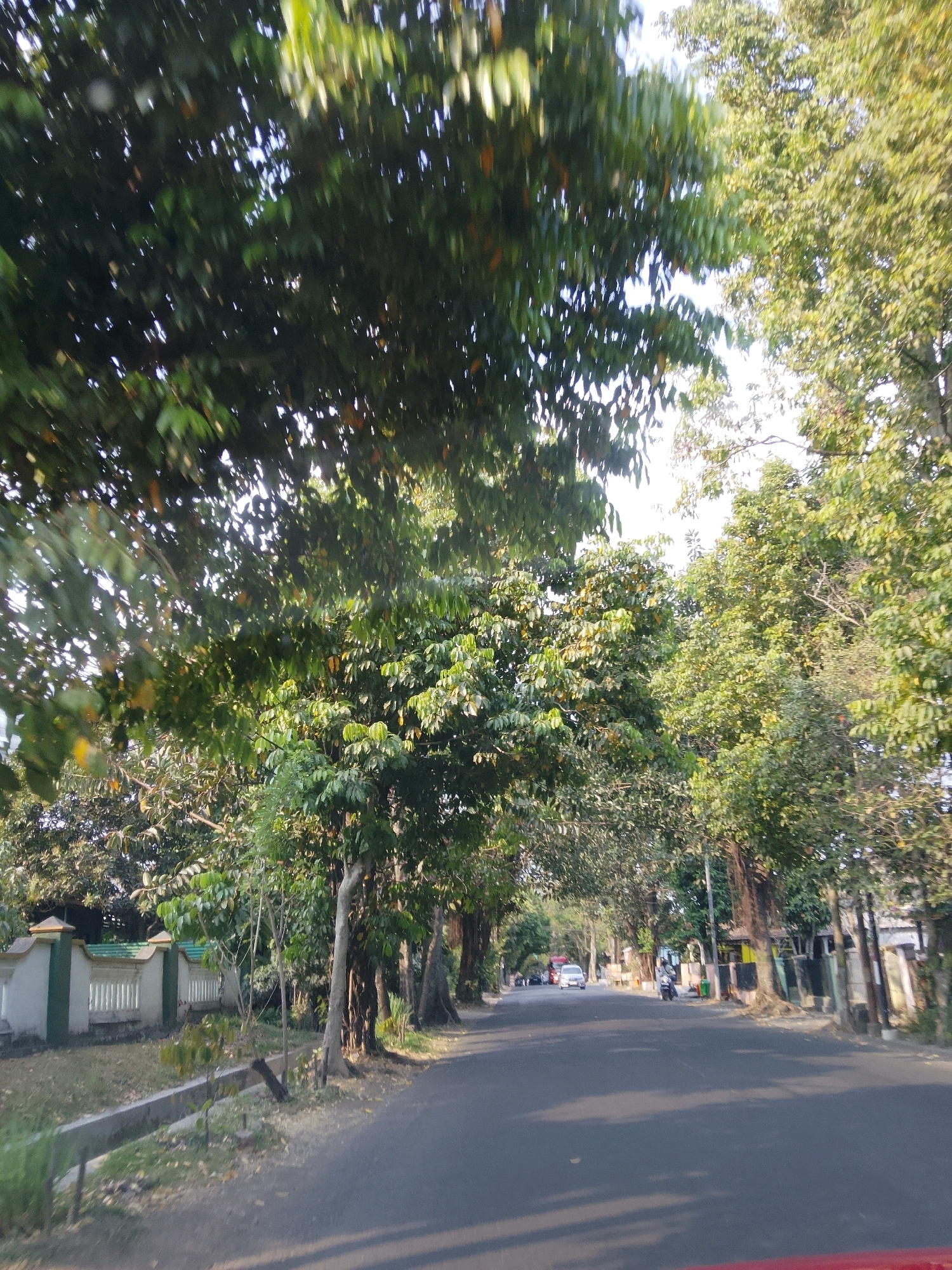 The image shows a street scene in Malang, Indonesia, on a sunny day. Lush green trees line both sides of the asphalt road, their leaves creating a dappled effect of light and shadow on the pavement. A white fence with decorative green accents runs along the left side of the road, bordering a grassy area. On the right side of the road, more trees are visible, with some houses or buildings partially obscured by the foliage. In the distance, several vehicles, including a white car and a motorcycle, are traveling on the road. The overall impression is of a pleasant, tree-lined urban street bathed in natural light.