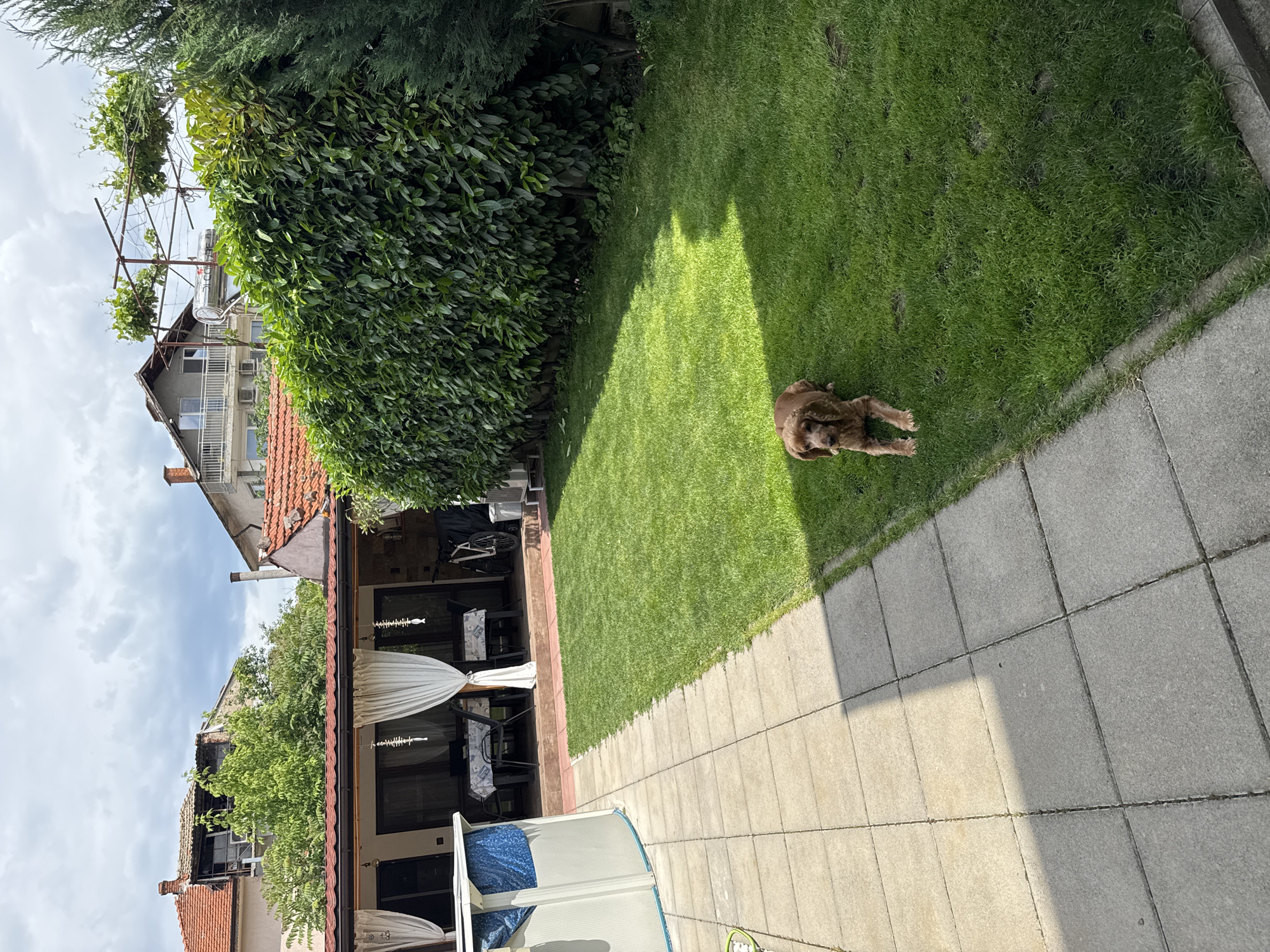 The image depicts a backyard scene in Yambol, Bulgaria. A brown dog rests on a green lawn adjacent to a tiled patio. A dense green hedge borders the lawn. In the background, a building with a red-tiled roof is visible, along with a structure covered with vines. The patio extends towards the lower part of the image, showing light-colored tiles. A partially visible object, possibly a pool cover, is situated on the patio. The overall scene suggests a residential backyard setting.