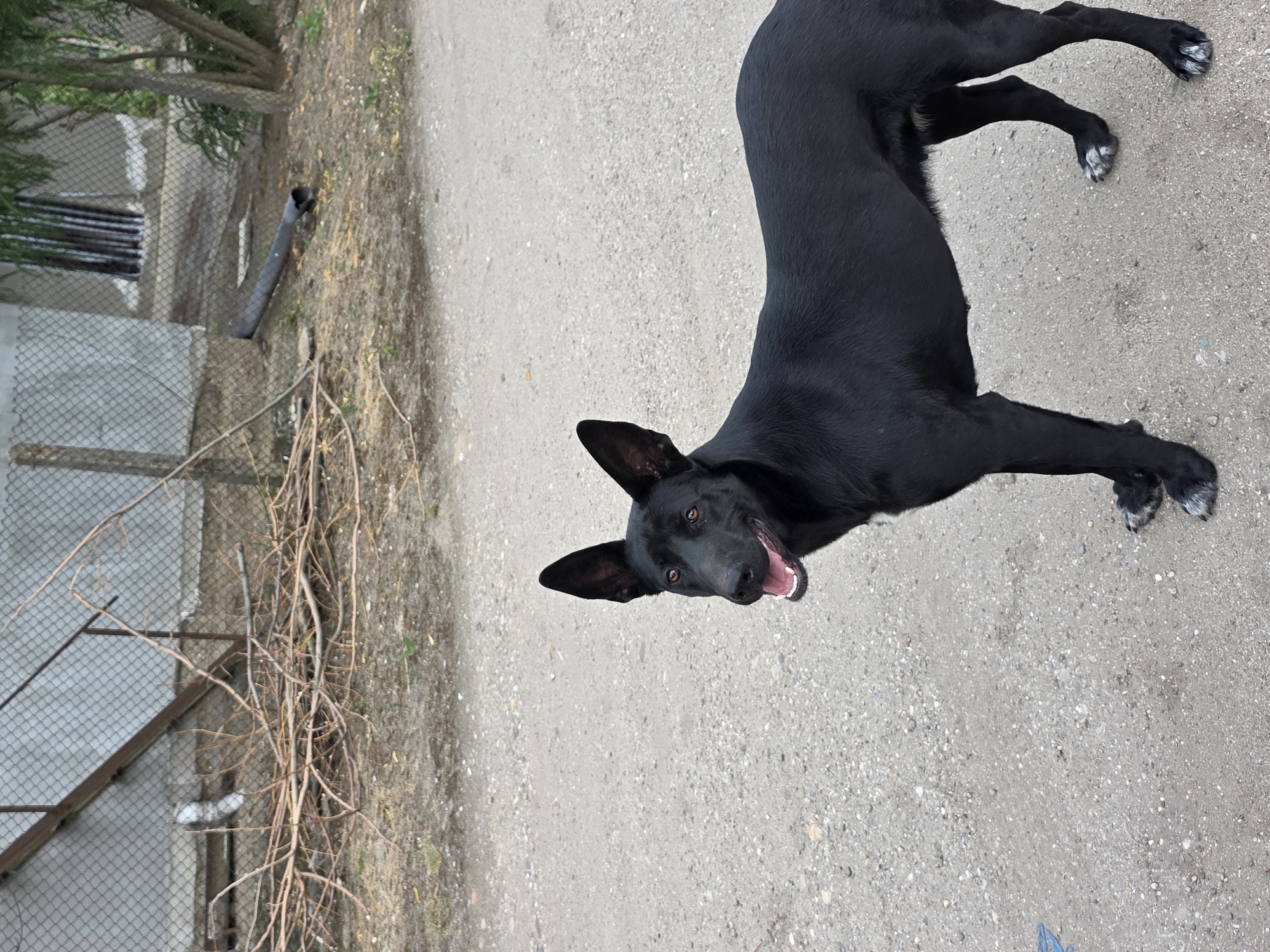 A black dog stands on a light grey asphalt surface, possibly a road or driveway, in Pokrayna, Bulgaria. The dog has its mouth open and appears to be panting or barking. The dog's paws have white markings. To the left, a chain-link fence is visible, with vegetation growing along the fence line. Behind the fence, a light-colored building is partially visible. A black pipe lies on the ground behind the fence. The image is rotated counterclockwise, appearing vertically skewed.