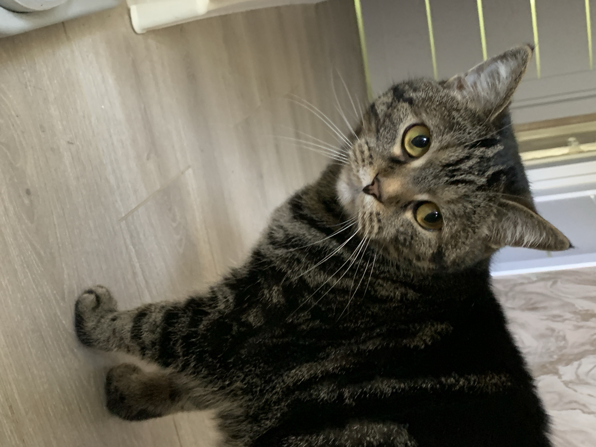 A medium-sized, domestic short-haired tabby cat stands on a light-colored wooden floor in an indoor setting within the city of Unknown, Unknown. The cat, exhibiting a distinct pattern of brown, black, and grey stripes and spots, faces the observer with a direct gaze. Its large, round eyes are a prominent amber-yellow hue. White whiskers extend horizontally from its muzzle, which is a blend of grey and brown fur, leading to a small, dark nose. The cat's pointed ears are erect, with darker fur at their tips. Its body shows a healthy build, with the striped fur extending across its visible flank and legs. The floor beneath the cat consists of light-toned wooden planks. In the background, a light-colored wall with a subtle, swirling pattern is visible, and to the upper left, horizontal blinds suggest the presence of a window. A small portion of a light-colored, possibly white or cream-colored, object or structure is present in the lower left corner of the frame.