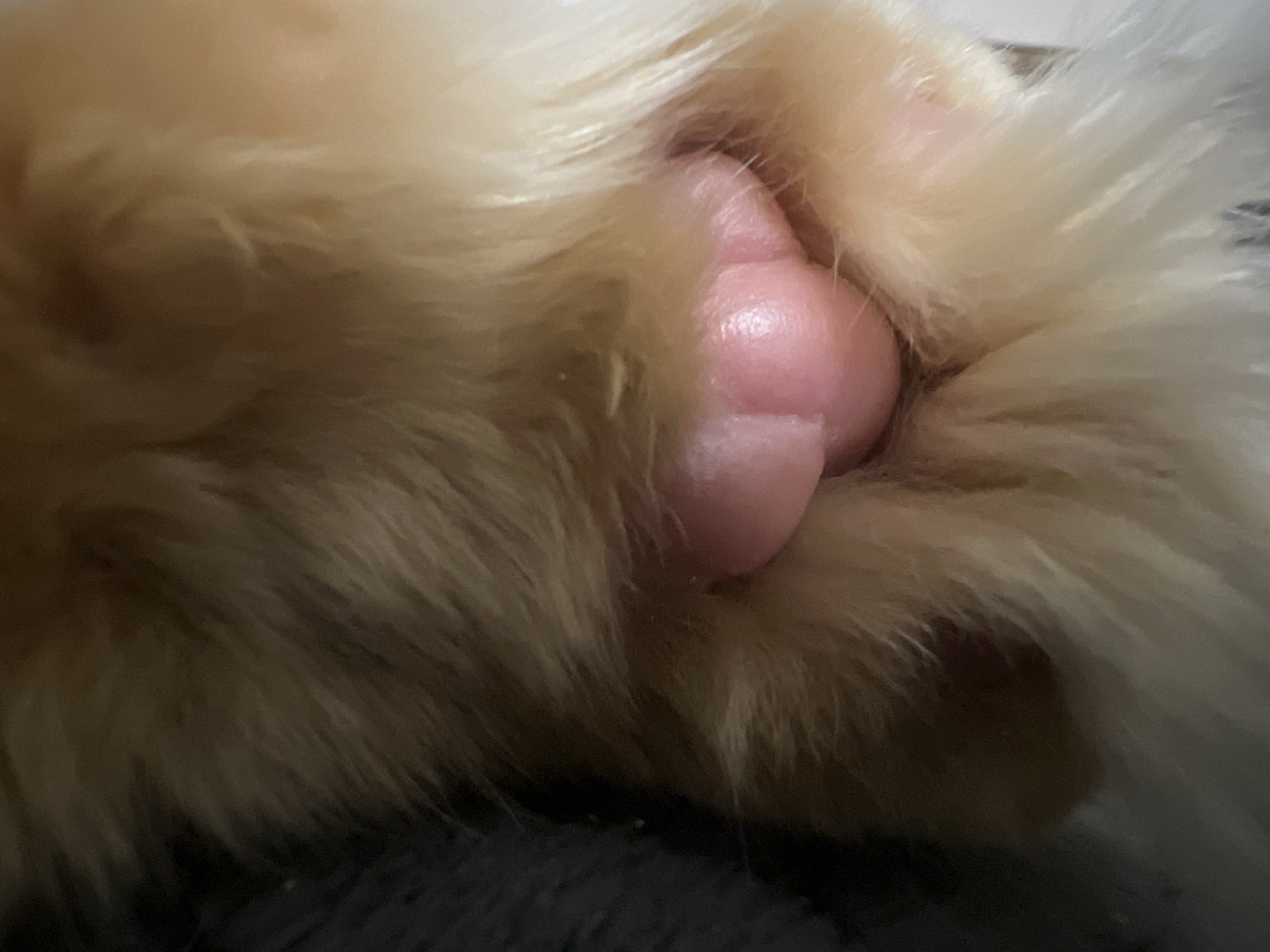 The image is a close-up, macro photograph of a cat's paw, specifically focusing on the pink toe pads and surrounding ginger fur. The paw is resting on a dark, textured surface, possibly a blanket or carpet. The lighting appears to be artificial and focused, creating a shallow depth of field that blurs the background and emphasizes the detail of the paw. There are no people or any other discernible objects in the image, and no actions or interactions are depicted. The setting is not specific to Markova, Russia, or any identifiable geographical location; it is an interior, domestic scene.