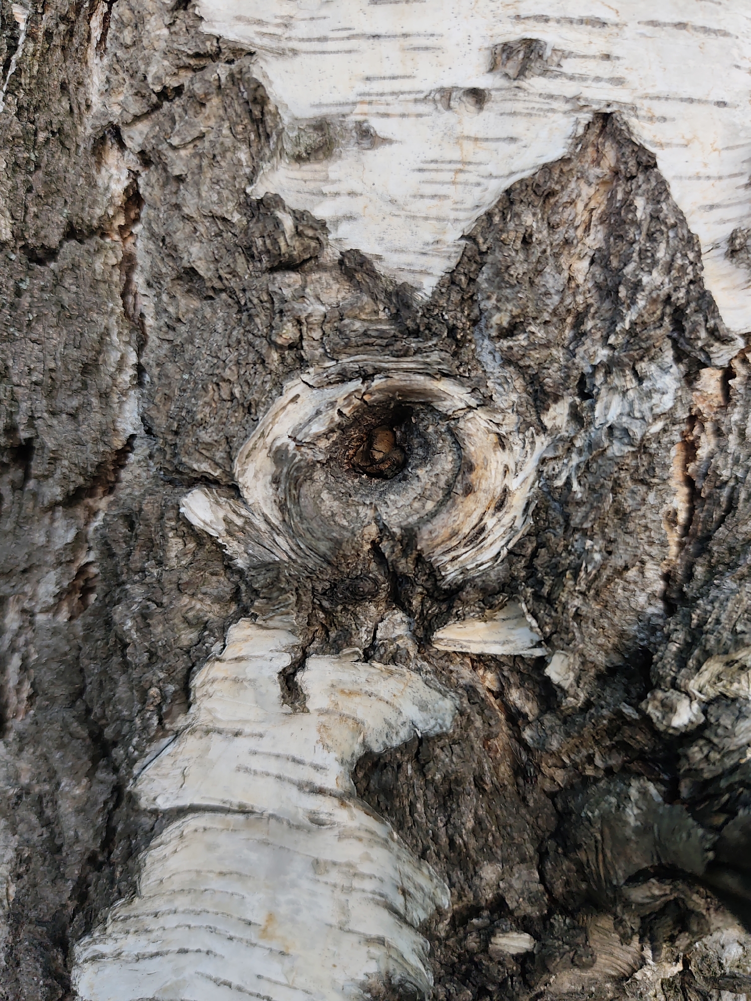 The image is a close-up, high-angle, full frame shot of the textured bark of a birch tree. The bark exhibits a rough, cracked, dark brown and grey surface interspersed with areas of smoother, white peeling bark. Prominently featured in the center is a knot or blemish in the bark, appearing as a circular swirl of lighter, woody material with a dark, recessed center. The lighting suggests it is daytime, casting subtle shadows that highlight the varied textures and depths of the bark. The image does not contain any people, actions, or interactions. No specific location in Prague, Czechia is identifiable from the image itself.