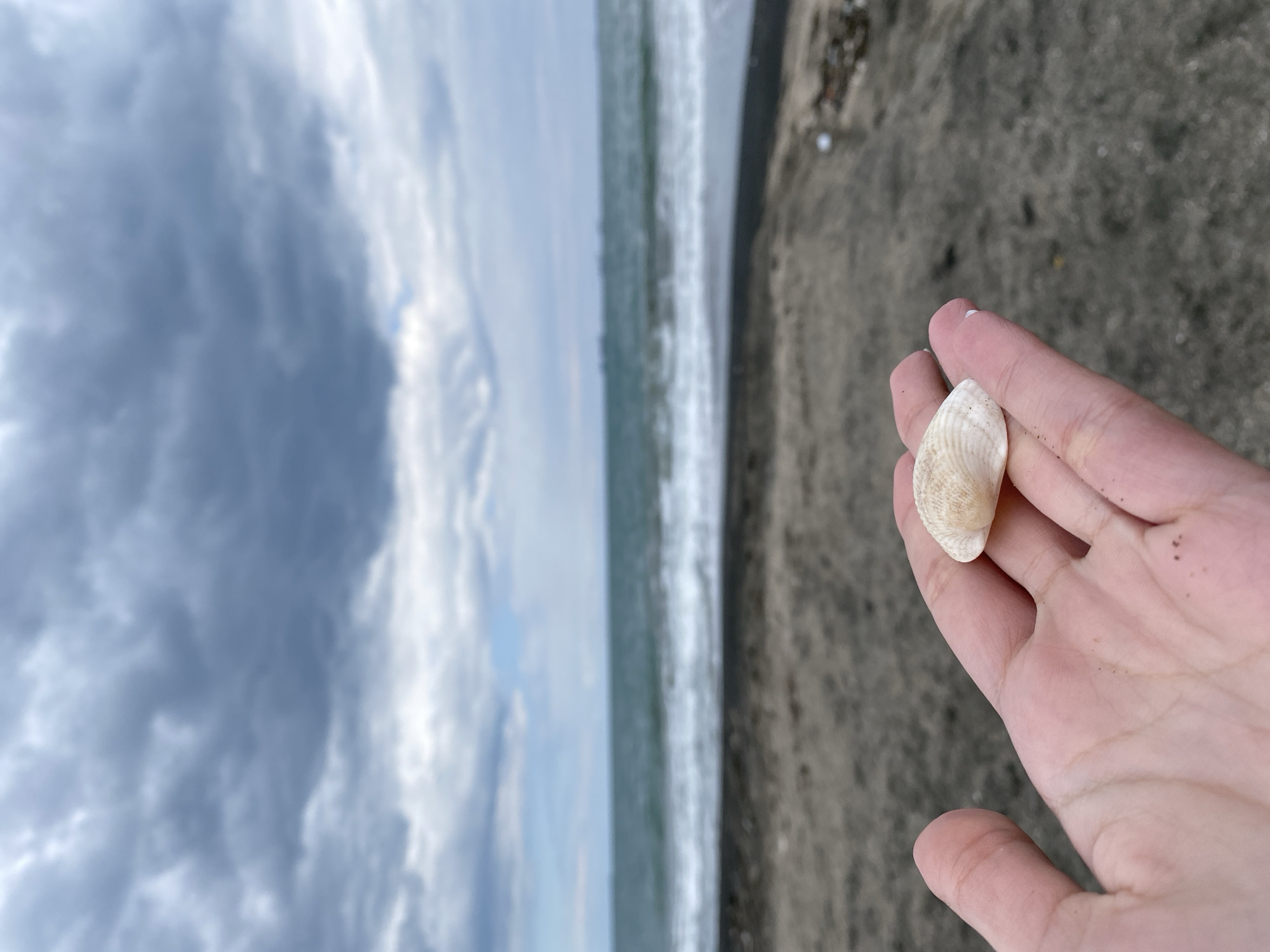 A hand holds a seashell in front of a beach. The sky is cloudy. The sand is dark. The location is Unknown, Unknown.
