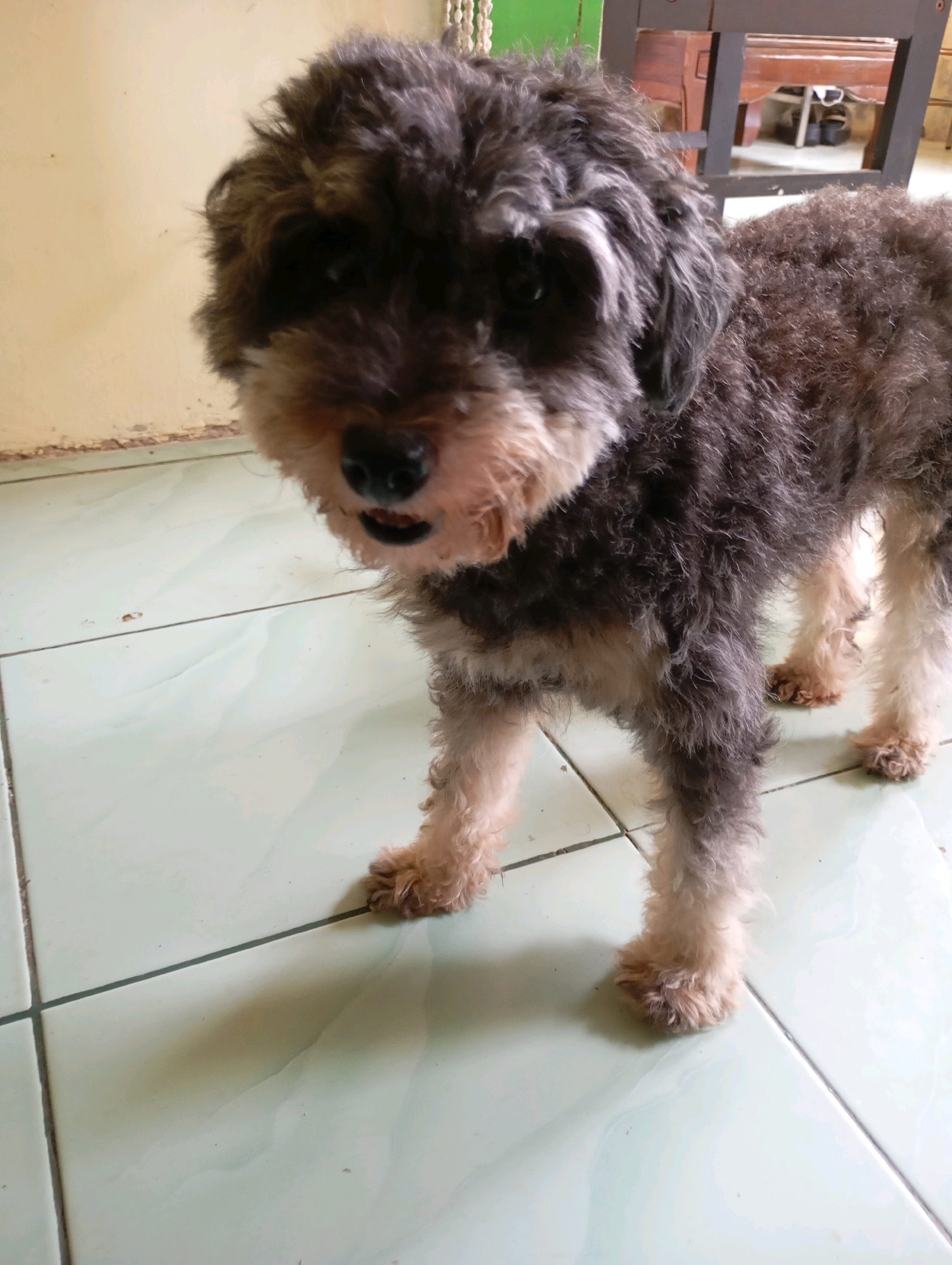 A medium shot shows a small, shaggy dog with gray and brown fur standing on a light green tiled floor. The dog's face is partially obscured by its fur, but its mouth is open, revealing its teeth and tongue. The dog's front paws are visible, and its hind legs are also partially seen. The background consists of a light yellow wall and a portion of a wooden chair. The scene appears to be indoors, possibly in a home in Balikpapan, Indonesia, given the tiled flooring and the style of the furniture.