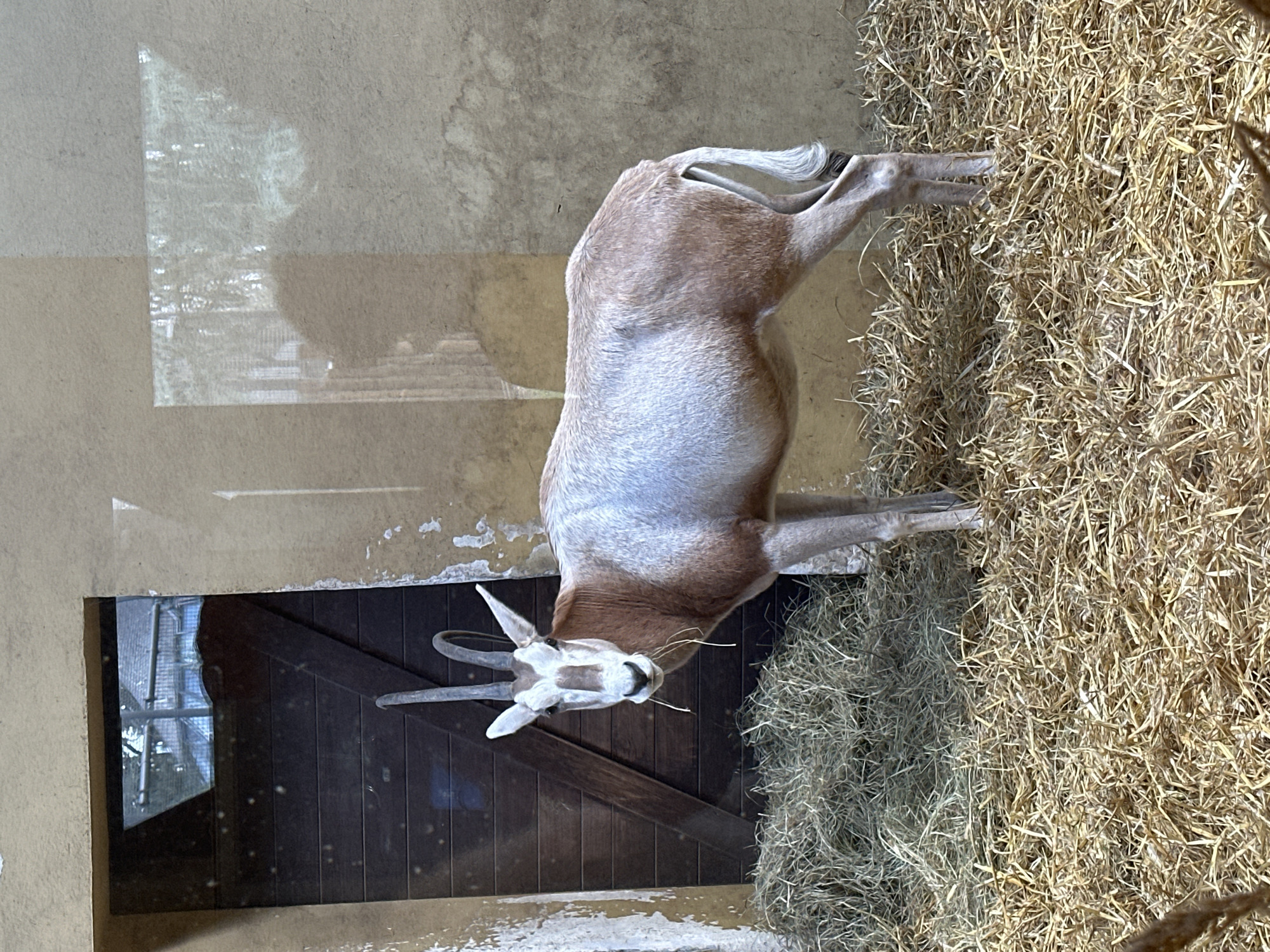 The image shows a pale oryx standing in what appears to be a stable or enclosure. The oryx is light brown with a white face and long, straight horns. It stands near a pile of hay. Behind the oryx is a dark wooden door set into a light tan wall. The environment suggests the Wrocław Zoo in Wrocław, Poland, given the likely animal and enclosure type. The oryx is eating hay. The scene includes animal (oryx), building materials (wood, hay), and enclosure structures.