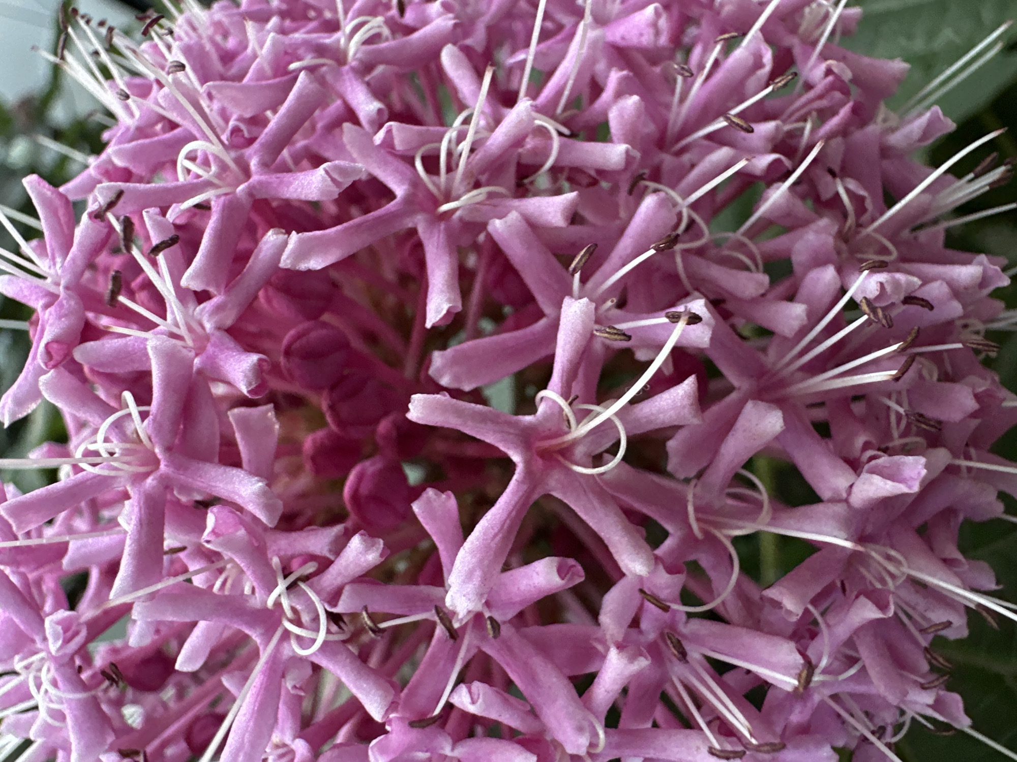 The image is a close-up, overhead shot of a cluster of bright pink, star-shaped flowers. The flowers are densely packed together, with many individual blooms visible. Each flower has multiple delicate petals and long, thin white stamens tipped with small brown anthers. The petals are somewhat tubular at the base, opening into wider, flared tips. Some of the petals appear slightly curled or bent. The background is softly blurred, with hints of green foliage visible. The overall impression is one of vibrant color and intricate detail. The location in Bol'shoi Kichmai, Russia is not evident from the image itself.