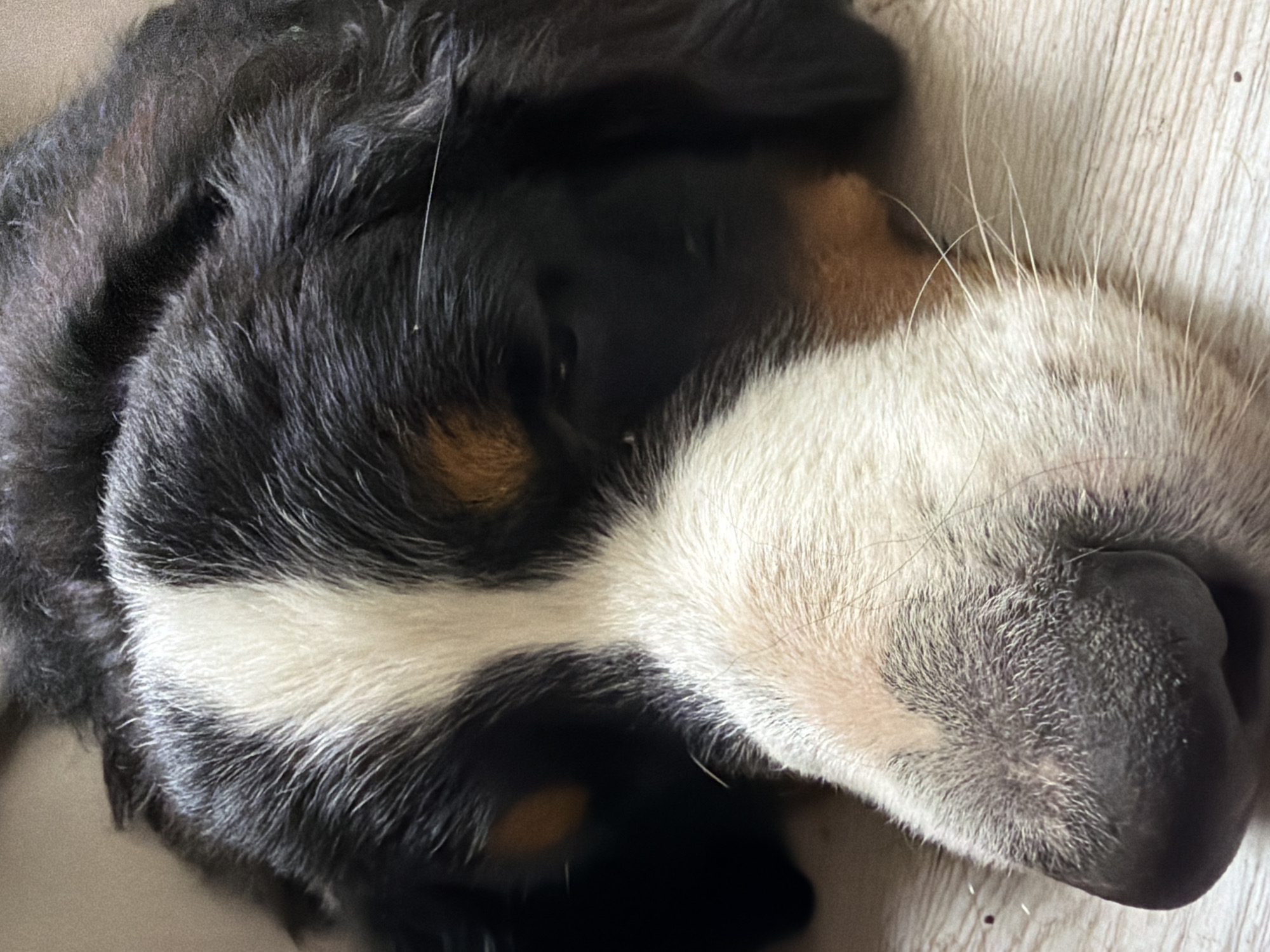 This close-up media file features the face of a Bernese Mountain Dog, lying on a light-colored, textured surface that appears to be a wooden floor. The dog is oriented upside down, with its head and snout prominently displayed. Its fur exhibits the breed's characteristic tri-color pattern: black, white, and tan. A white stripe runs down the center of its snout, bordered by black and tan markings on either side of its face. The dog's nose is dark and appears wet, with several fine, light-colored whiskers protruding from the muzzle area. Fine, almost translucent hairs are also visible scattered across the white fur. The lighting suggests it is daytime, but no specific time can be determined. The overall impression is one of a peaceful, resting animal in a domestic setting, likely indoors in Nakhabino, Russia. There is no visible text in the image.