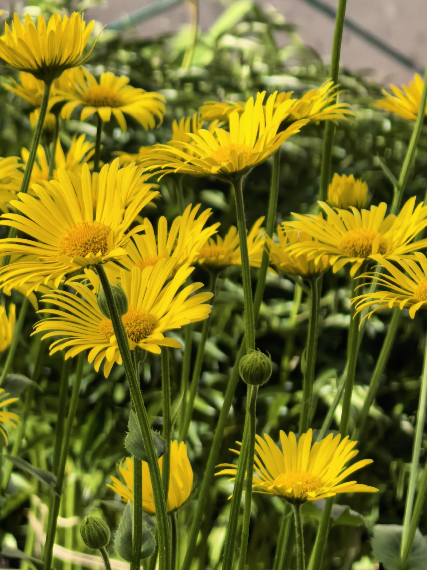 The image displays a cluster of bright yellow Doronicum flowers (also known as leopard's bane) with green stems and foliage in the background. Some flowers are in full bloom, while others are unopened buds. The location is unspecified and the image provides no indication of being in Sterlitamak, Russia. No people, interactions, or actions are depicted.