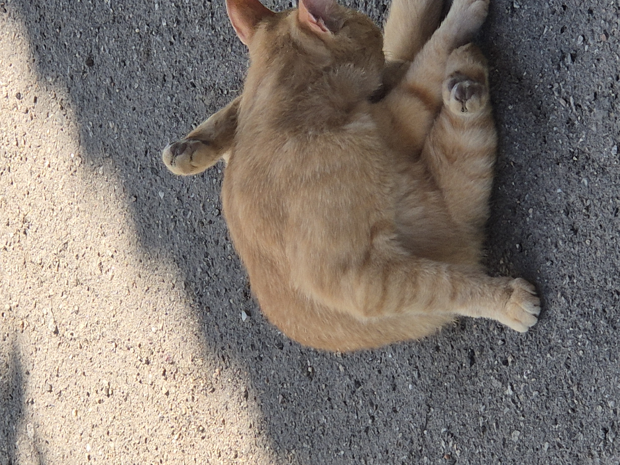 An orange tabby cat is sitting on asphalt, scratching its head with its right hind leg. The cat's body is mostly visible, facing away from the camera. The asphalt surface appears to be part of a road or paved area, with shadows cast from an unseen object. The environment suggests an outdoor setting, possibly in Sozonivka, Ukraine, given the context.