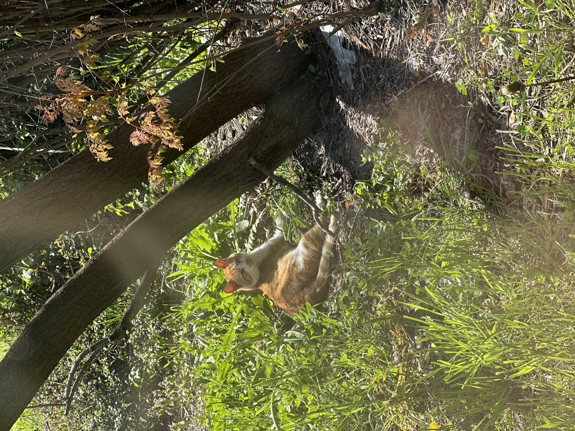 A medium shot depicts an orange and white cat sitting amidst green foliage, with a tree trunk branching across the upper-left portion of the frame. The cat is positioned in the lower center, its head angled upwards. The background consists of additional vegetation and tree limbs. The location is unknown.