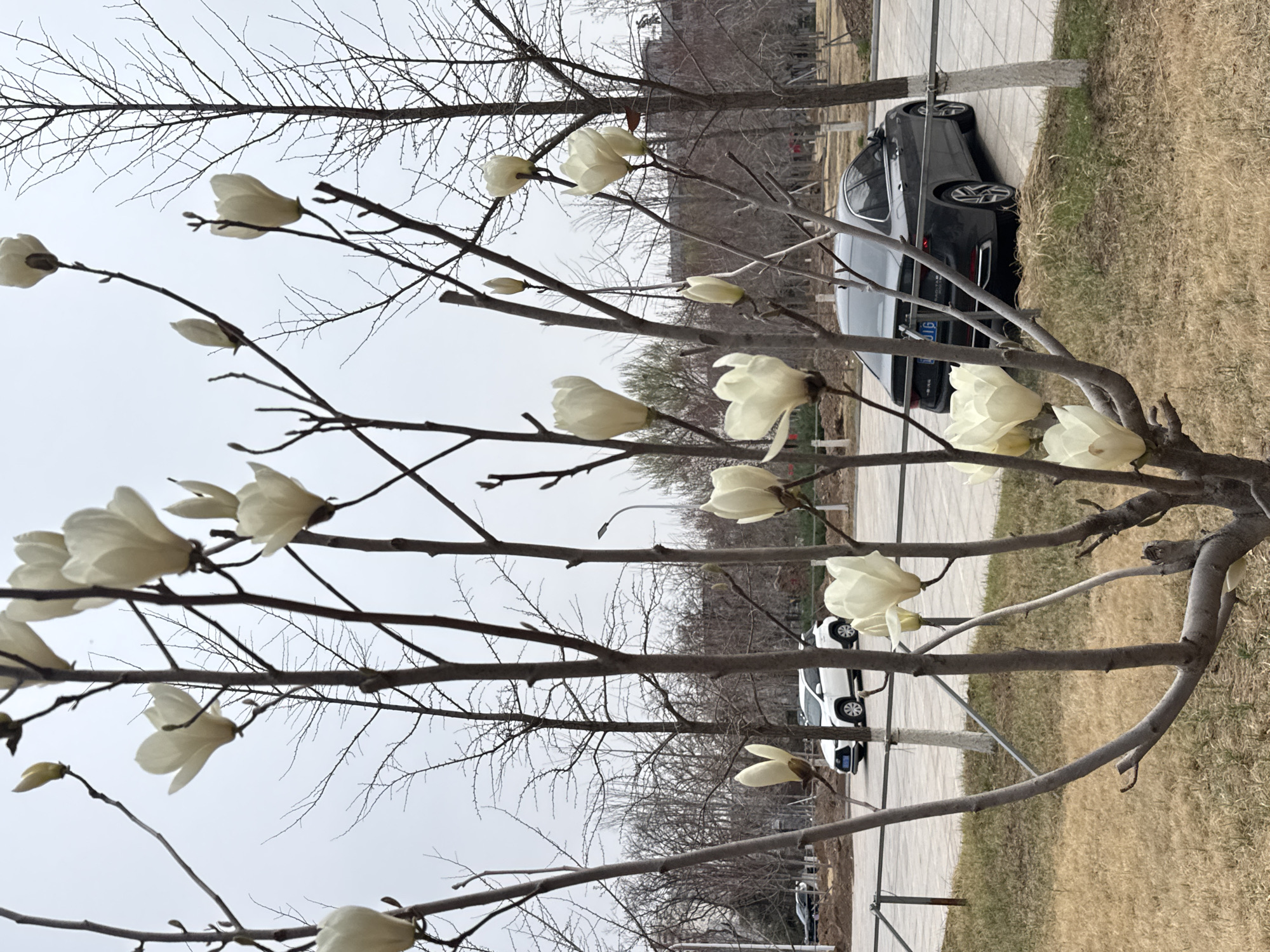The image shows a magnolia tree in bloom in an urban setting. The tree is leafless except for the white, tulip-shaped flowers. The branches are bare and reach towards a gray sky. Behind the tree, there is a paved walkway and a dark-colored car parked alongside. The walkway appears to be part of a park or green space, with dry grass or lawn visible. In the background, there are other trees and possibly buildings. Based on the location information (Zhongtun, China), it is likely a park or urban green space within the city.