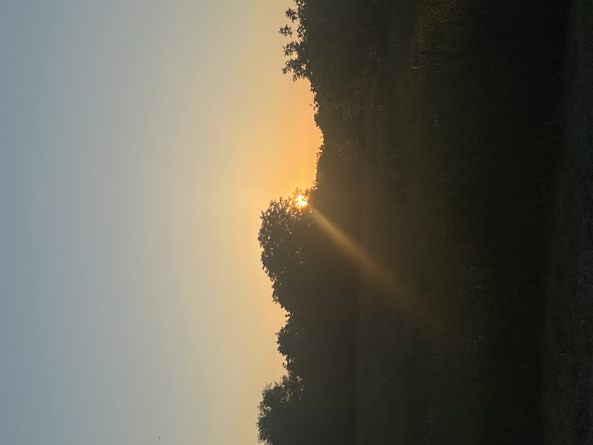 An outdoor, vertical, full shot captures a scene of a grassy field with trees silhouetted against a gradient sky of pale yellow and light blue. The sun, partially obscured by the trees, is visible in the upper center of the image. Sunbeams emanate from the sun, casting a diagonal shaft of light across the darker middle ground of the image. The foreground is a dark, blurred expanse of grass, and the background consists of a dense line of trees. The image appears to have been taken during sunrise or sunset. The location is a field in the town council of Dubăsari, Moldova.