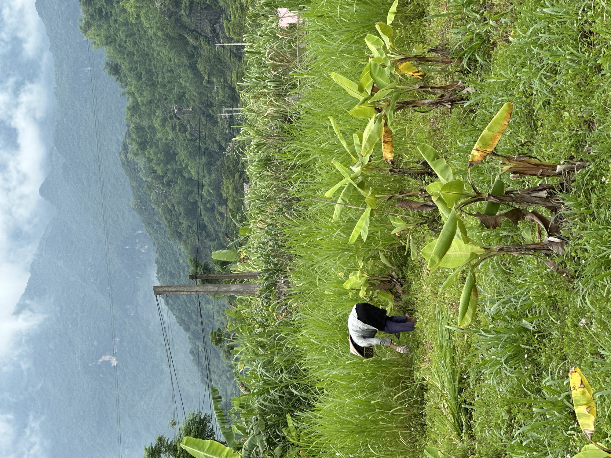 An individual wearing a conical hat and gloves is harvesting tall grass in a field in Mai Chau, Vietnam. They are bent over and using a tool to cut the grass, which is piled up beside them. In the foreground, several young banana trees are visible. The middle ground is filled with dense, tall green grass, and further back, there are rows of what appear to be sugar cane plants. The background features lush green, misty mountains with power lines and utility poles running across the landscape. The sky is overcast.