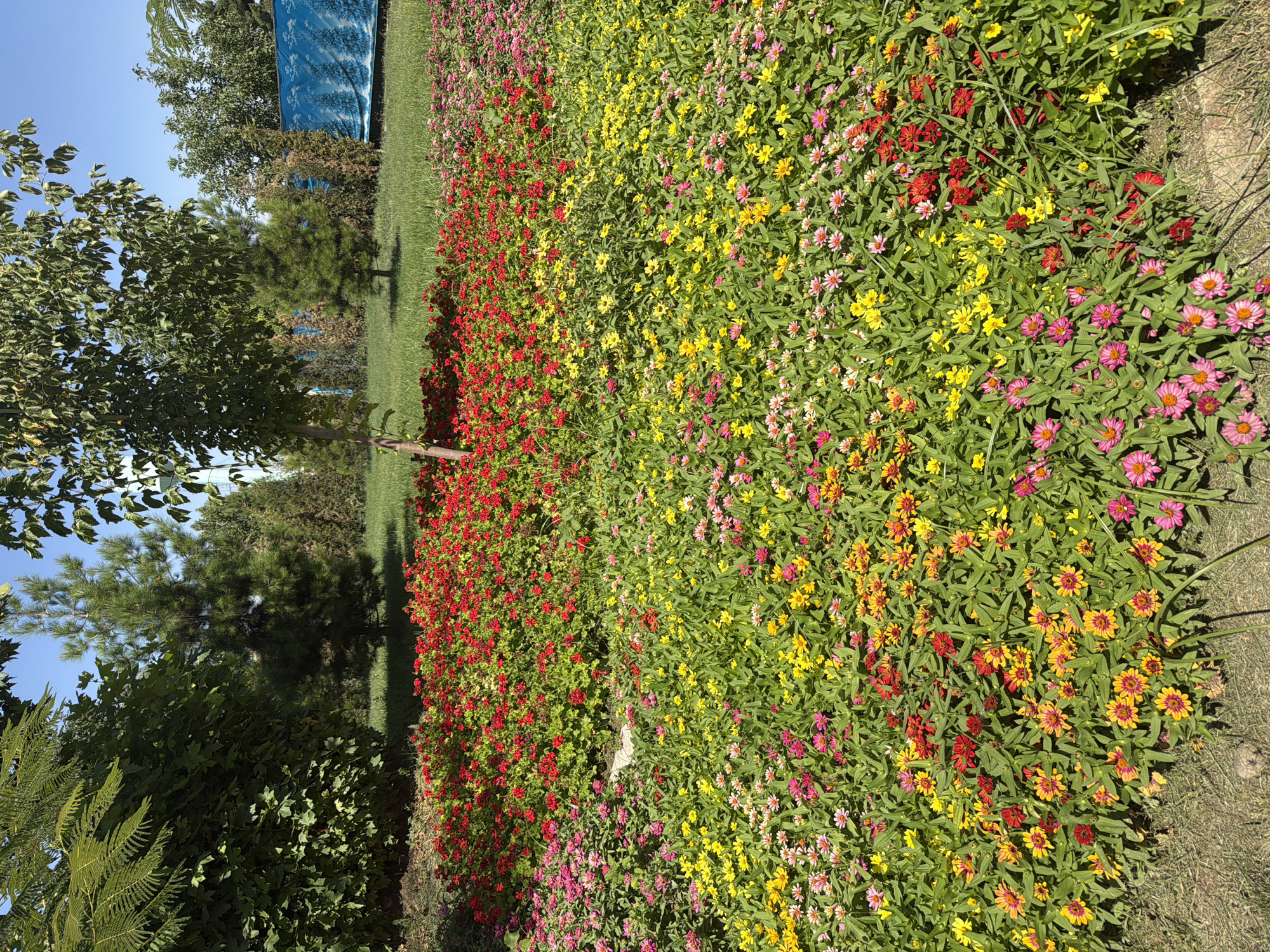In the city of Zangiata, Uzbekistan, a vibrant flower bed is showcased. The flower bed is divided into sections, with a prominent display of red flowers in the background, followed by a mix of yellow, pink, and red flowers in the foreground. The flowers are densely planted and form a colorful carpet. Lush green trees and foliage surround the flower bed, creating a natural and serene environment. In the distance, a blue wall with a decorative pattern is visible, adding a touch of artistic flair to the scene. The sky above is clear and blue, indicating a sunny day. The image is taken from a slightly elevated angle, allowing for a comprehensive view of the entire flower bed and its surroundings.