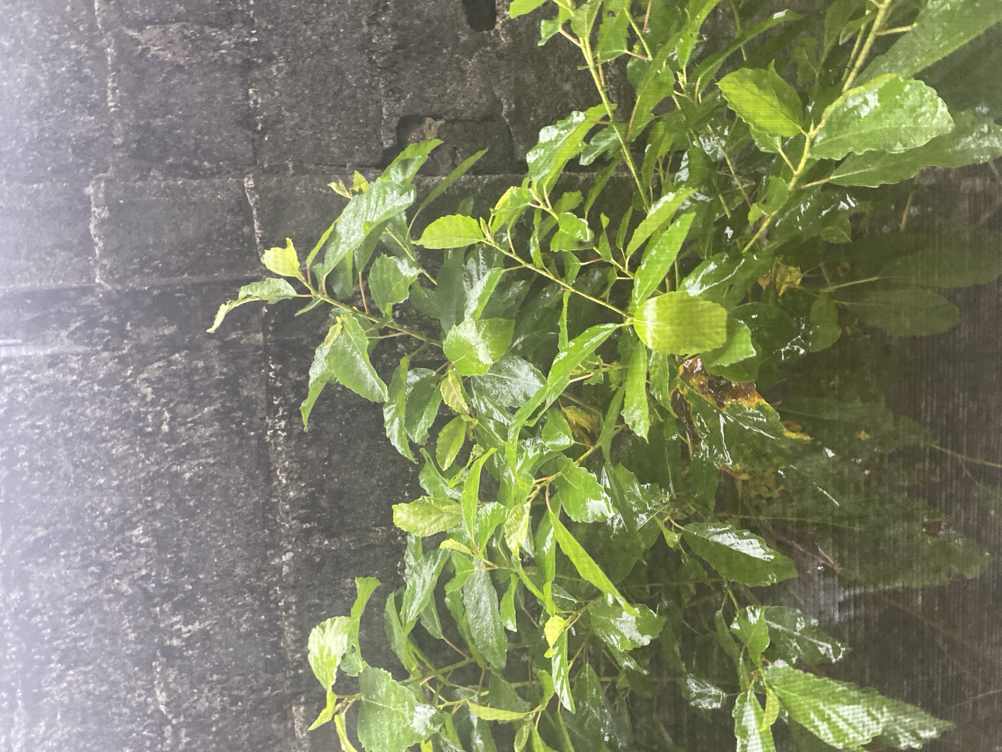 The image shows a section of a stone wall partially obscured by a leafy plant. The wall appears to be constructed from dark, rough-hewn blocks. The plant is green and wet, suggesting it has recently rained. The photograph seems to be taken outdoors, with the environment appearing damp and somewhat overcast. The location is in the city of Unknown, Unknown.