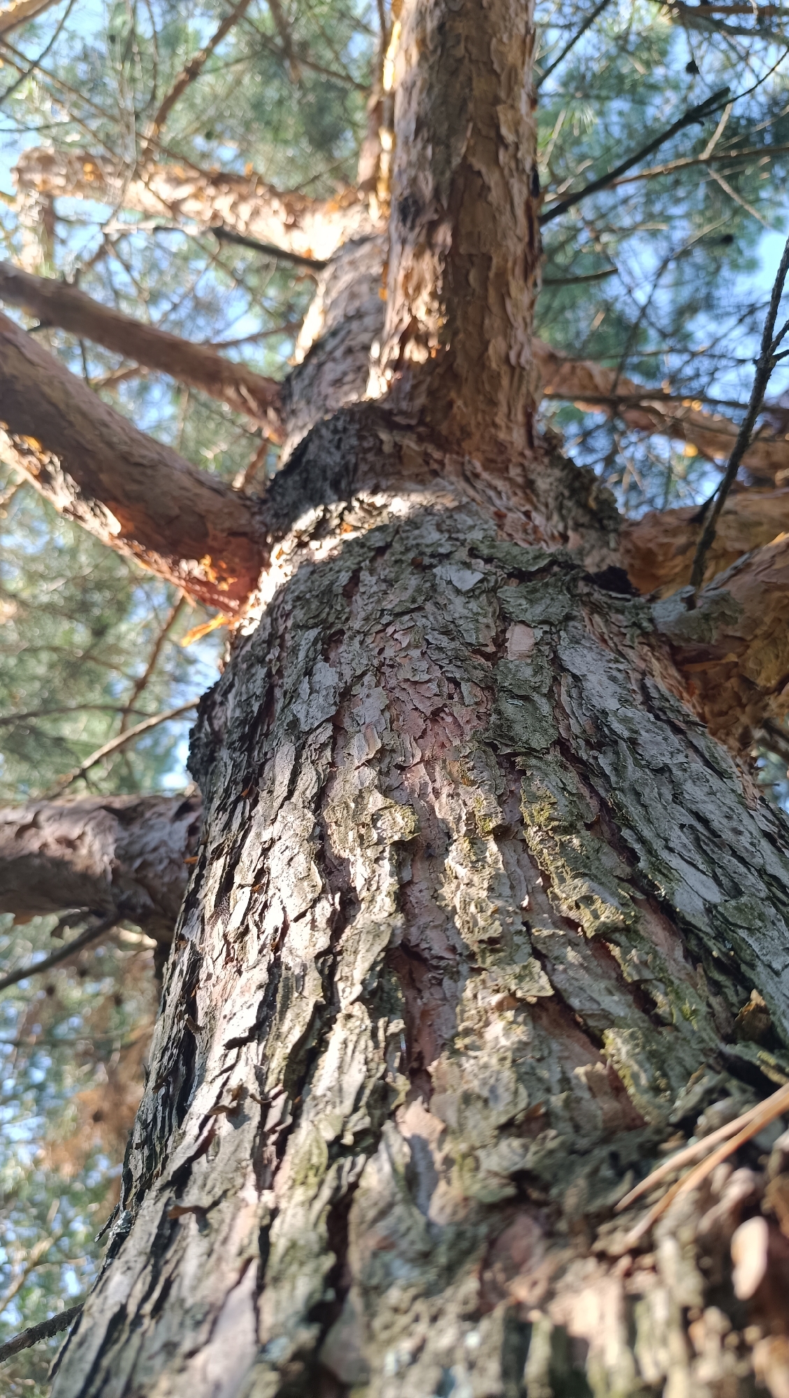 This is a low-angle close-up shot of the textured bark of a pine tree. The bark is rough and fissured, with shades of brown and grey. Sunlight dapples the bark, highlighting its uneven surface. The trunk of the tree, and some of its branches, are visible, extending upwards and outwards. In the background, the out-of-focus foliage of the pine tree and a bright blue sky can be seen. The image appears to be an outdoor nature scene. There are no people or specific identifiable structures visible. The location is not specified in the image itself.