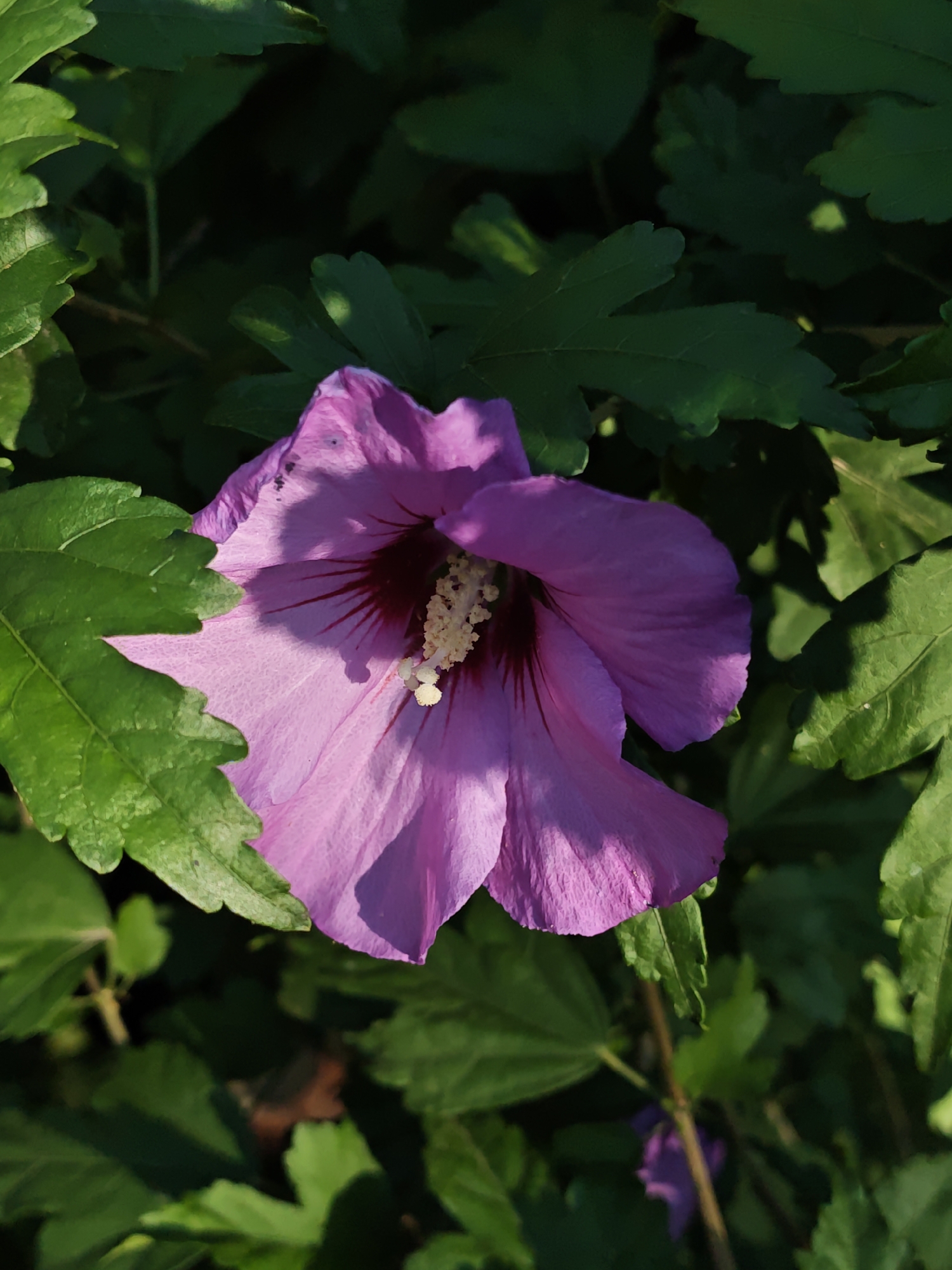 The image is a close-up shot of a single, partially opened purple hibiscus flower surrounded by dark green foliage. The flower, in shades of lavender and pink, has visible veins and a stamen with yellow pollen at its center. The leaves are lush and varied in shade, with some catching the sunlight and others in shadow. The background is a deep, dark green, suggesting a shaded area within a garden or park. The scene is static and does not depict any human activity or interaction. The location is identified as Parkhomivka, Ukraine.