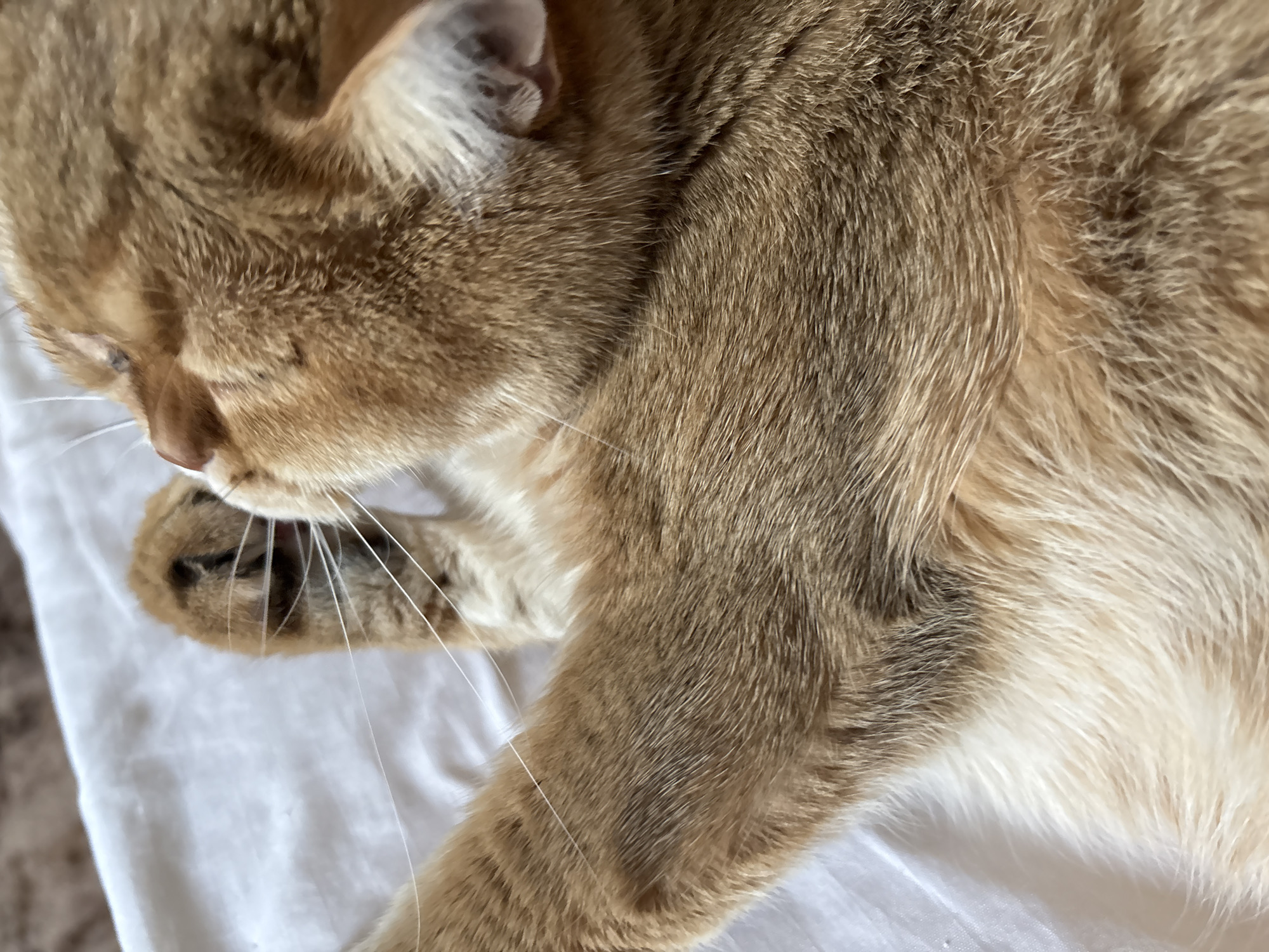 The image shows a close-up of a ginger cat lying on a white surface. The cat's fur is a mix of orange, brown, and white. Its eyes are closed, and its head is tilted to the side. The cat's paws are visible, and one paw is resting on its face. The white surface appears to be fabric, possibly a blanket or a sheet. There is no information available to indicate the location in the city of Засечное, Russia.