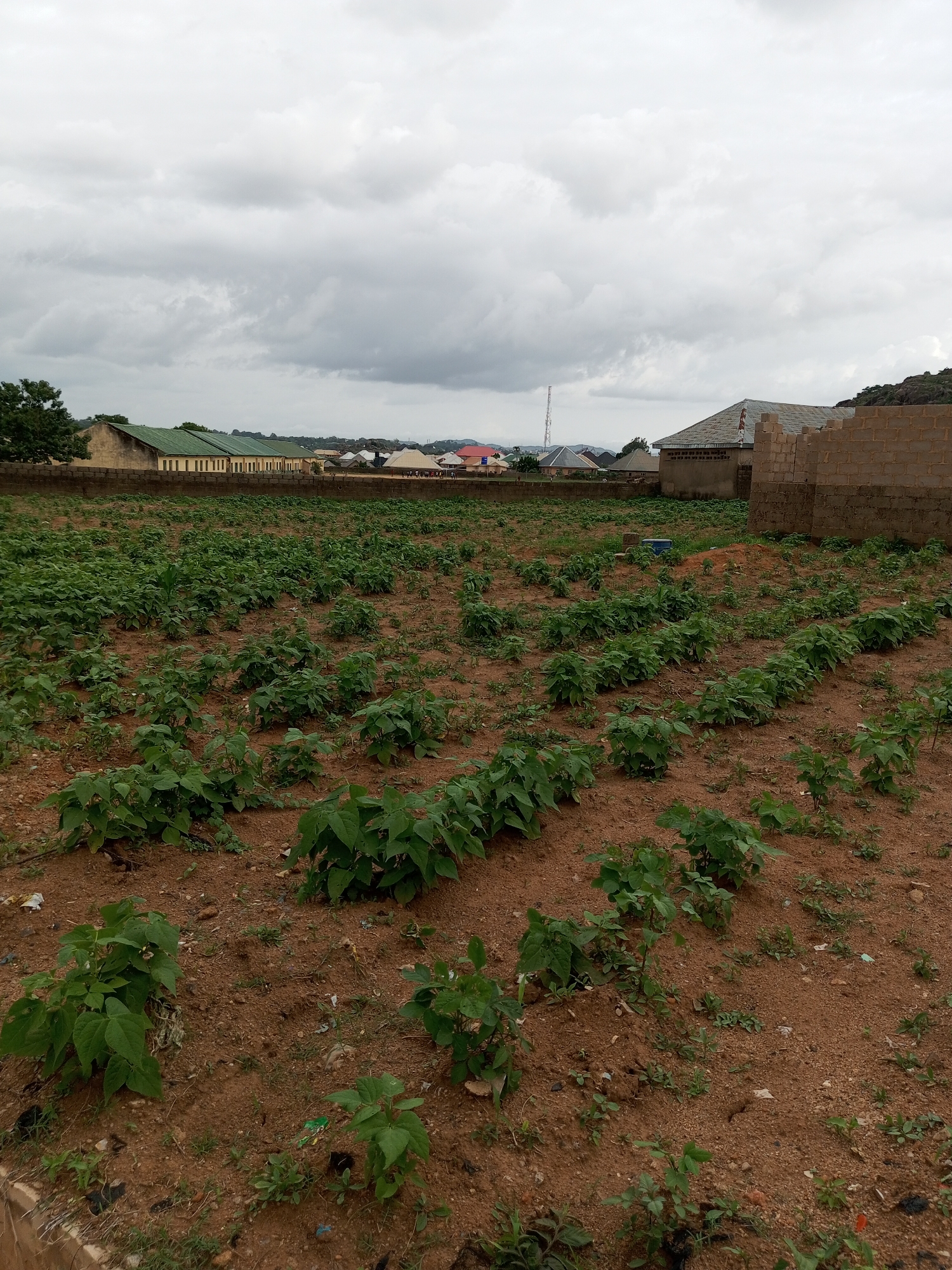 In Gura Top, Nigeria, this image captures an agricultural field with rows of green plants, likely a crop. The soil is a reddish-brown, suggesting it might be common in the region. In the background, a wall made of cinder blocks forms a boundary, beyond which several buildings are visible, including structures with green roofs and others under construction. Some of these buildings appear to be residential homes, while one larger building in the middle ground resembles a school or institutional building. In the far distance, a telecommunications tower stands against a cloudy sky. The overall scene depicts a semi-urban or peri-urban area where agriculture coexists with residential and commercial development.