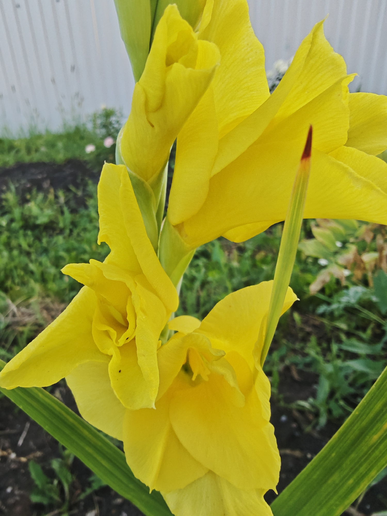 A close-up, vertical shot features vibrant yellow gladiolus flowers in full bloom. The petals are a bright, sunny yellow with delicate folds and textures. One flower shows a small, dark speck on a petal, and another has a hint of red at the tip of its stamen. The flowers are set against a backdrop of blurred green foliage and dark soil, suggesting an outdoor garden setting. In the far distance, a white fence is partially visible. The image was taken in Bulgakovo, Russia.