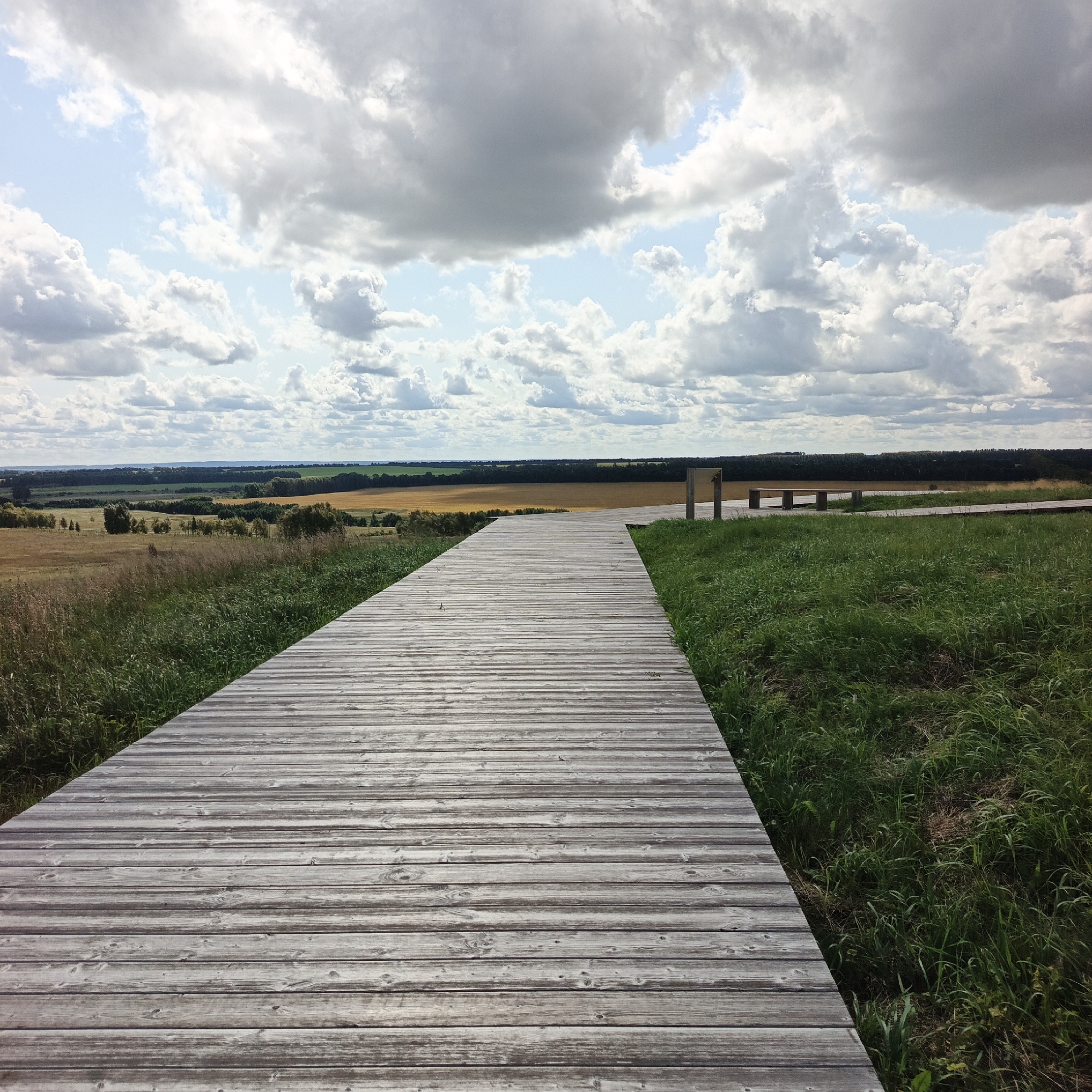 An outdoor, eye-level, wide shot captures a wooden boardwalk curving gently to the right as it leads towards a vista of rolling fields and a dark forest line under a partly cloudy sky. The boardwalk is made of weathered grey wooden planks laid horizontally across the frame, with subtle wood grain and knot details visible. To the right of the boardwalk, lush green grass grows, interspersed with patches of dry brown vegetation. In the distance, fields of golden crops stretch out, bordered by a dense, dark green forest. A few wooden benches and posts are visible further along the boardwalk. The sky is a mix of bright blue and scattered grey and white cumulus clouds. The image does not contain any people or evidence of specific activities. The location is the scenic overlook in Verkhnie Termy, Russia.