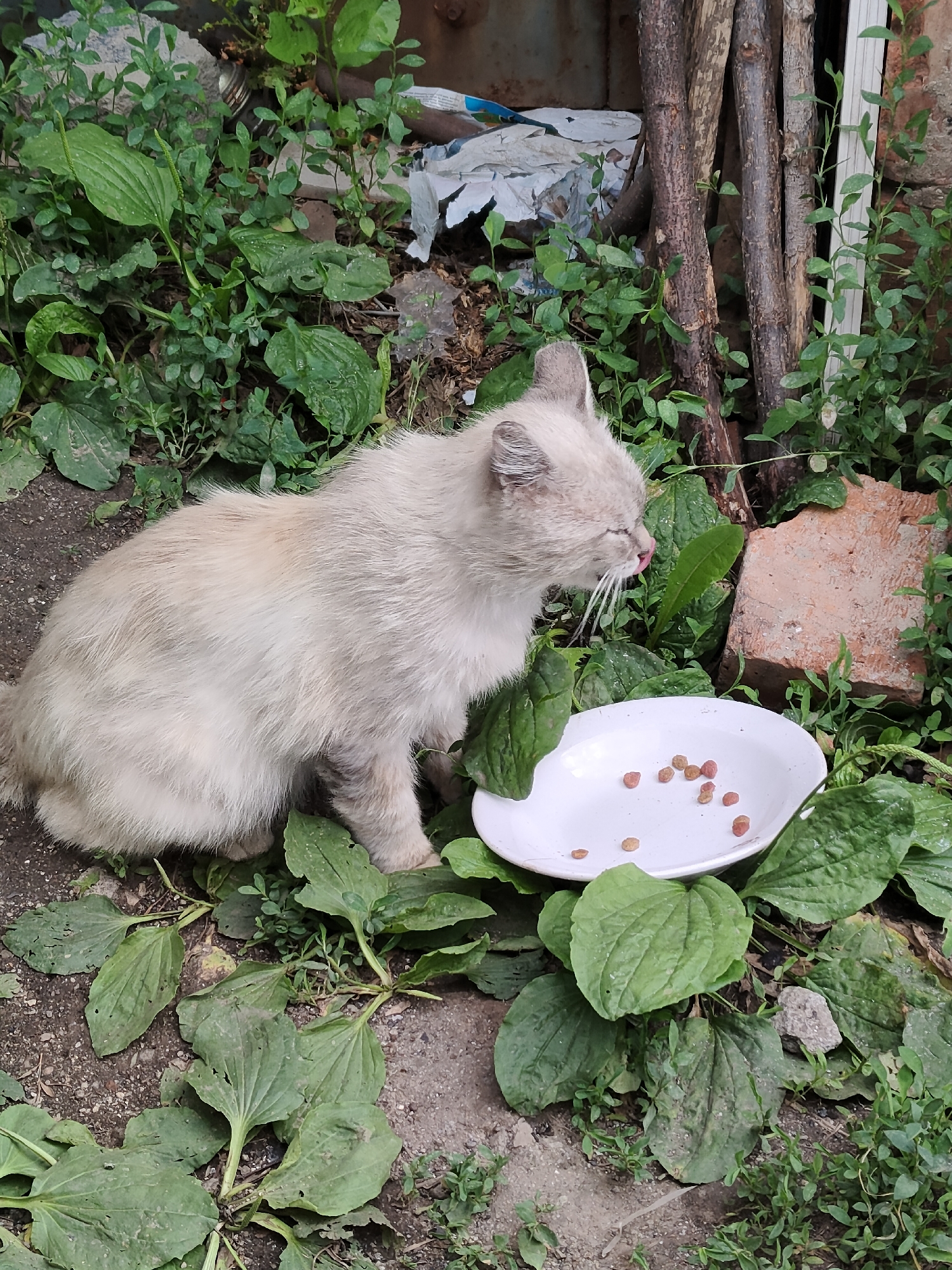 A light-colored cat with closed eyes and a pink tongue extended is licking dry cat food from a white plate. The plate is surrounded by green vegetation and sits on a patch of dirt. In the background, there are piles of wood, discarded debris, and a brick. The scene appears to be outdoors in a somewhat overgrown area, potentially a yard or alley. The specific location of Jaña Būqtyrma, Kazakhstan is not discernible from the visual information presented in the image.