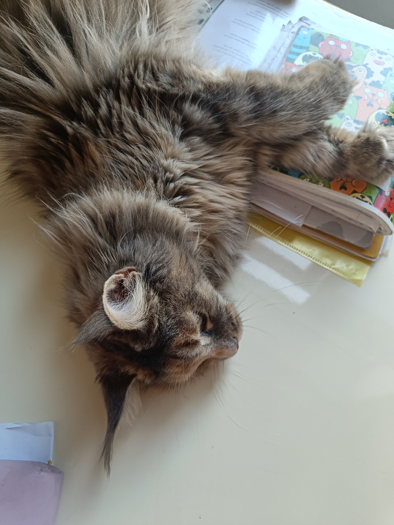 A medium-shot depicts a long-haired grey cat lying on its side on a table covered with papers and folders. The cat's head is facing the lower left corner of the frame, and its body extends upwards and to the right. The cat's left ear is visible, along with its whiskers. The papers and folders on the table are stacked and include a folder with a colorful, cartoon-like pattern. The background is a plain, light-colored surface. The location of this image is Unknown, Unknown.