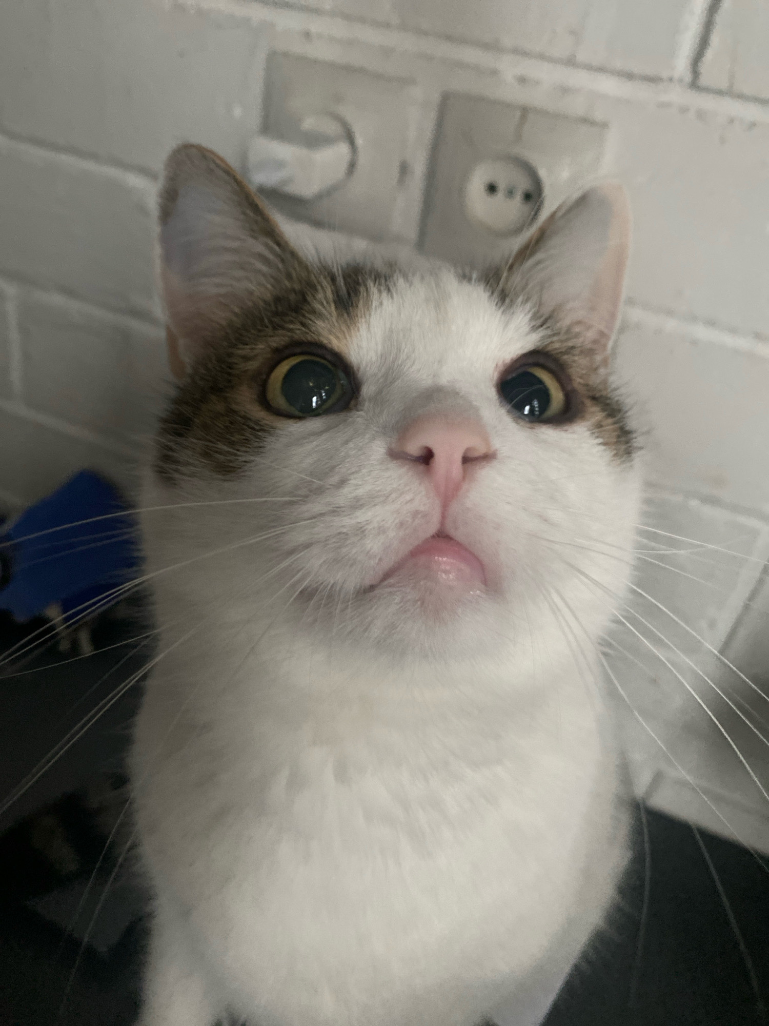 A close-up, low-angle indoor shot captures a white and tabby cat's face, looking upwards. The cat's eyes are wide and alert, with green irises and black pupils. Its pink nose is wet, and its mouth is slightly open, revealing a small pink tongue. Long white whiskers fan out from its snout. The background consists of a light-colored brick wall with two electrical outlets. To the left of the cat, a dark blue object is partially visible. The lighting is bright, casting a slight shadow on the cat's face. The image appears to have been taken in a domestic setting, possibly a home in Machulishchy, Belarus.