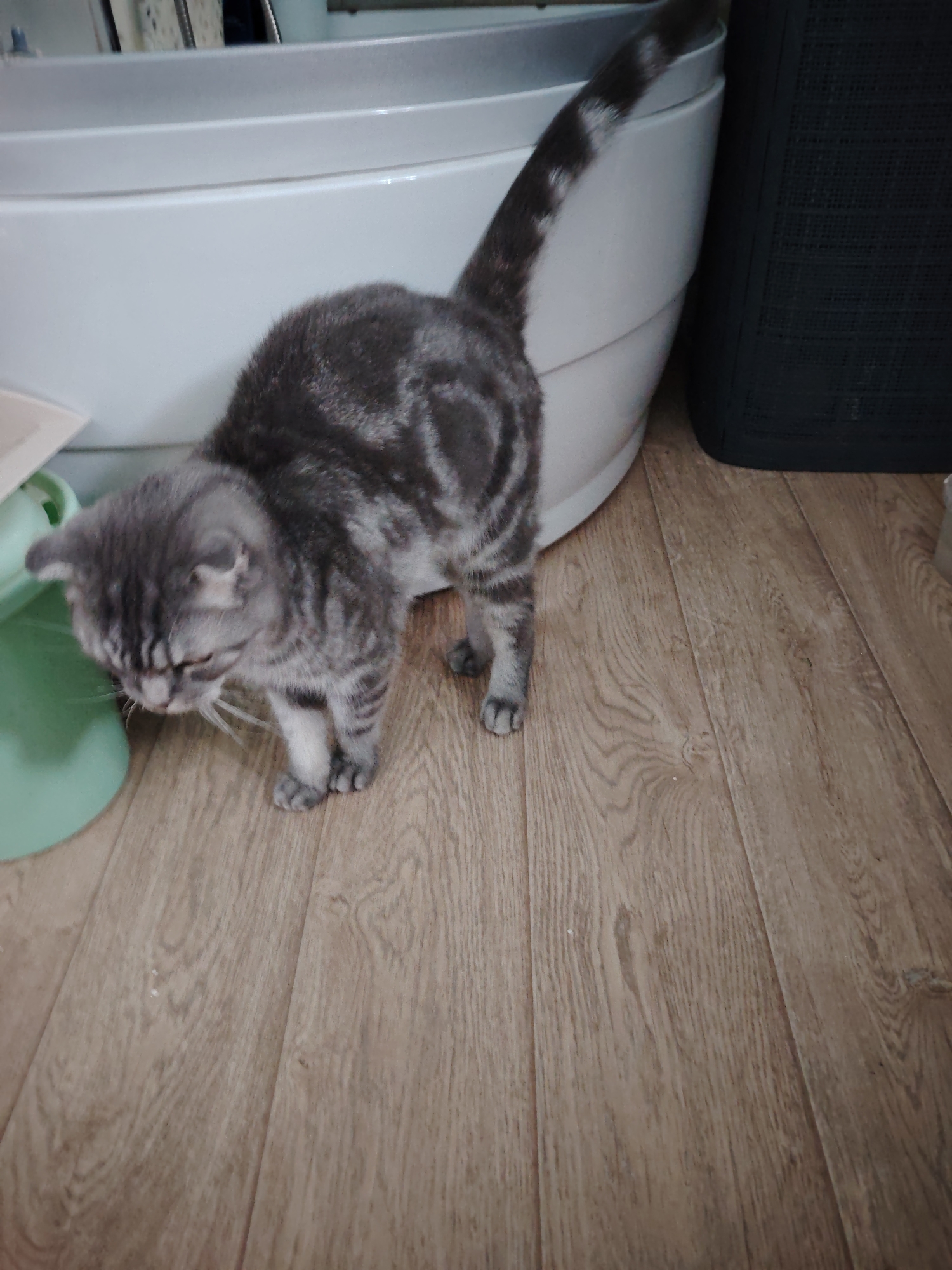A gray tabby cat stands on a light brown, wood-patterned floor. It is positioned near a white, curved object that appears to be a sink or tub. Adjacent to the right is a dark, possibly black, rectangular object. There is also a small, light green container or object on the left side of the cat.
