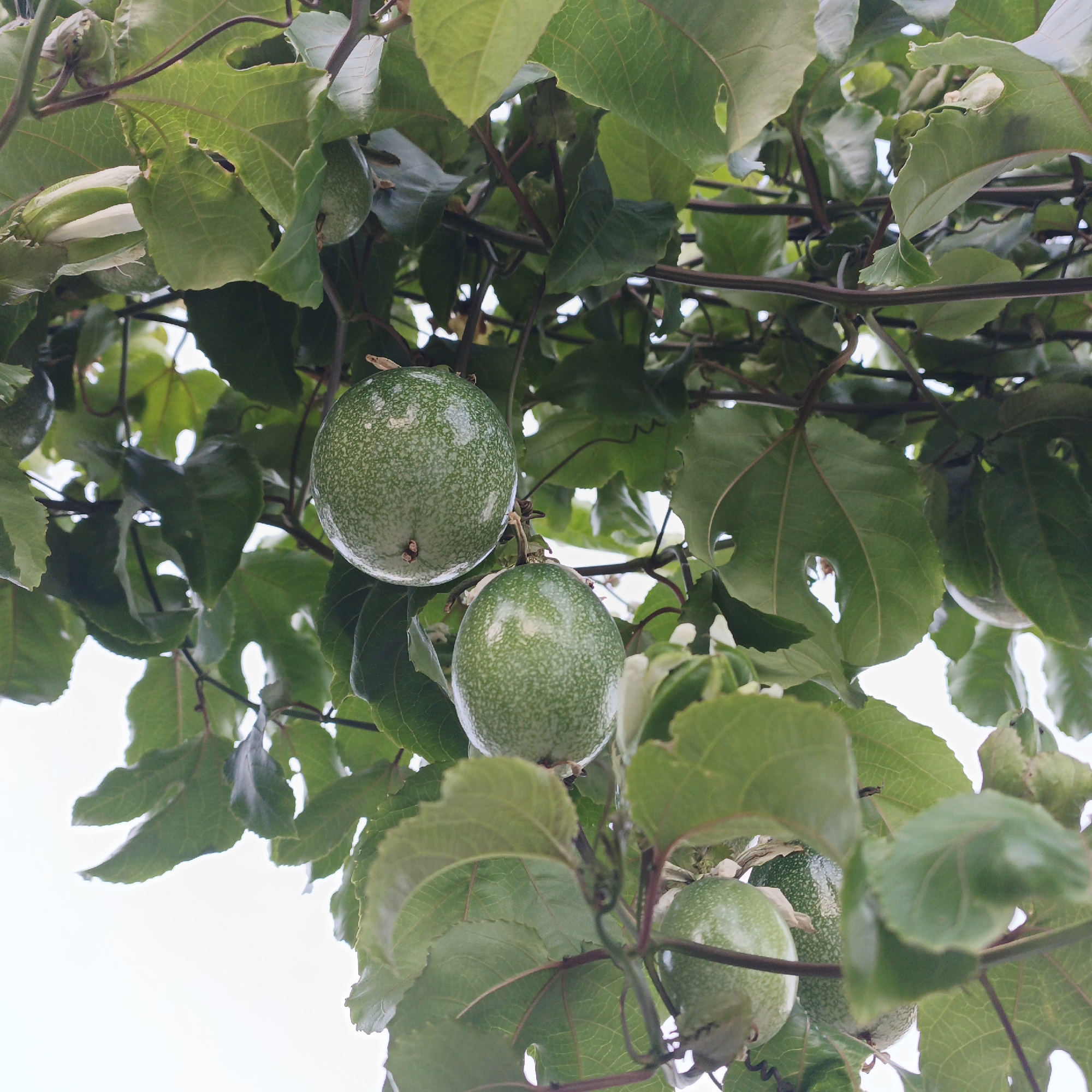 The image shows several unripe passion fruits hanging from a vine in Tinaquillo, Venezuela. The fruits are green with light speckles. The vine is covered in green leaves with some holes. The sky is visible in the background. There are no people visible.