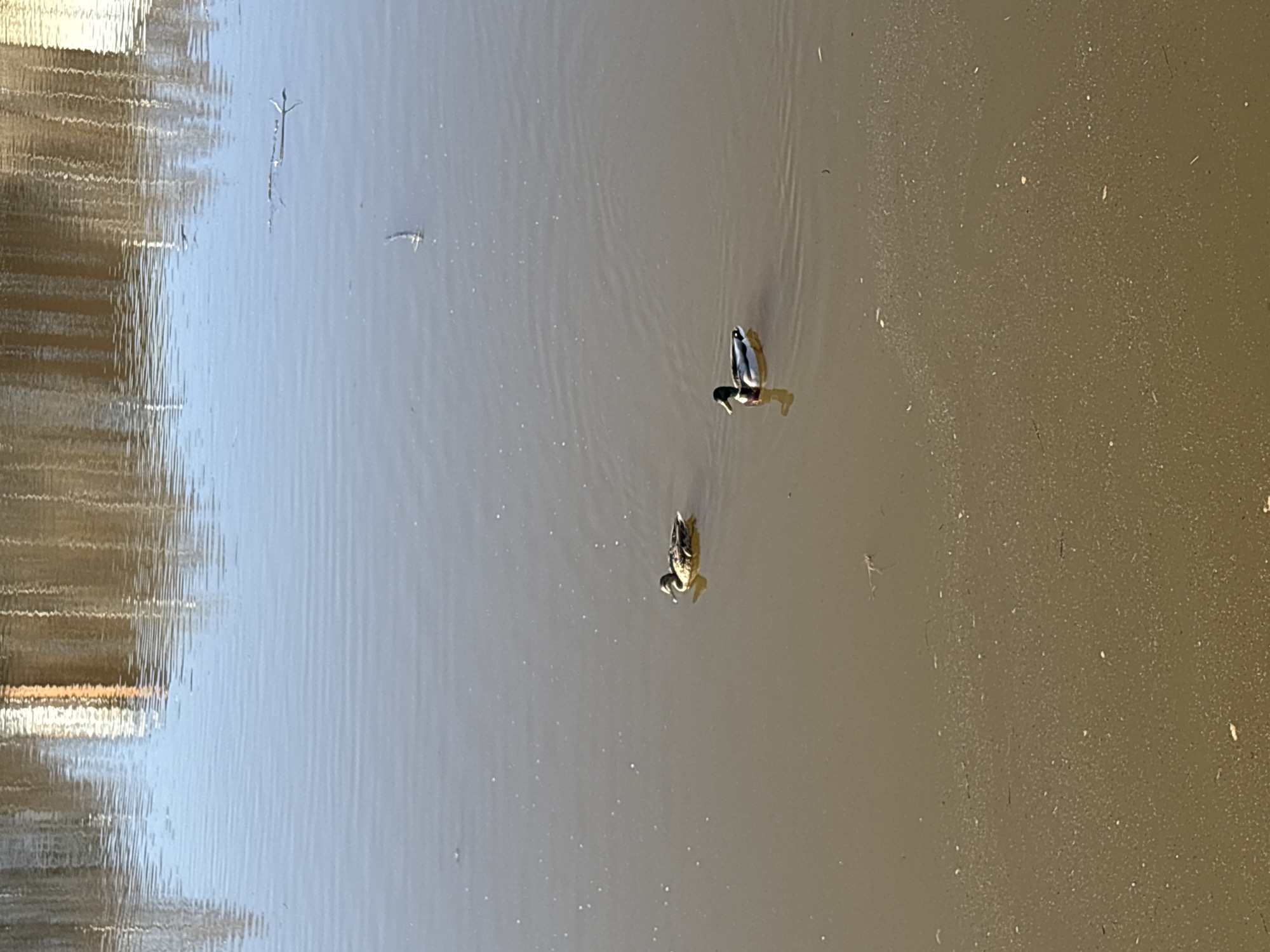 This media file captures an aerial view of two ducks swimming in a body of water, likely a canal, pond, or river in Votkinsk, Russia. The image is oriented vertically.
On the left side of the frame, the water exhibits strong, shimmering reflections of a textured surface, possibly a building wall or a patterned bank, with horizontal striations visible. This suggests bright, daytime conditions where sunlight is reflecting off the water.
In the mid-right portion of the frame, two ducks are the primary subjects. The upper duck is a male mallard, distinctly identifiable by its iridescent green head, white neck ring, and grey body, facing towards the left. Below it and slightly to its left, the second duck displays mottled brown plumage, characteristic of a female mallard or a juvenile. Both ducks are gracefully gliding on the water, creating subtle ripples around them.
The water on the right side of the frame appears darker and shows numerous small specks and larger pieces of debris or sediment scattered across its surface, contrasting with the clearer, reflective water on the left. The overall scene conveys a calm, natural outdoor environment. No visible text is present in the image.