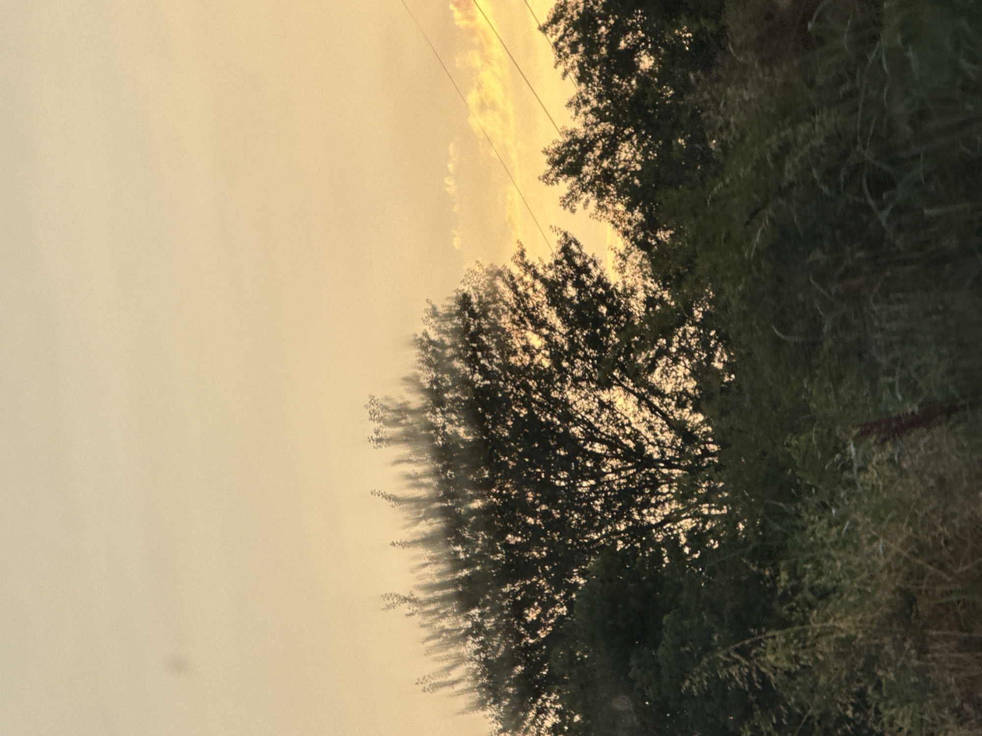 The image depicts a blurry outdoor scene with trees silhouetted against a hazy, golden sky, suggesting either dawn or dusk. The location is identified as Ledenik, Bulgaria. In the foreground, dense foliage and tall grasses are visible, also blurred, with some appearing dry and brown. In the middle ground, the dark, intricate branches and leaves of several trees are prominent. One large tree in the center has a particularly dense canopy. The sky above is a pale, muted yellow, with faint, wispy clouds tinged with orange and yellow hues. Two thin, dark lines, likely power lines, stretch diagonally across the upper right portion of the image. A small, dark, circular blur is present in the upper left quadrant of the sky. The overall impression is one of a natural environment, possibly a field or roadside, captured with motion blur.