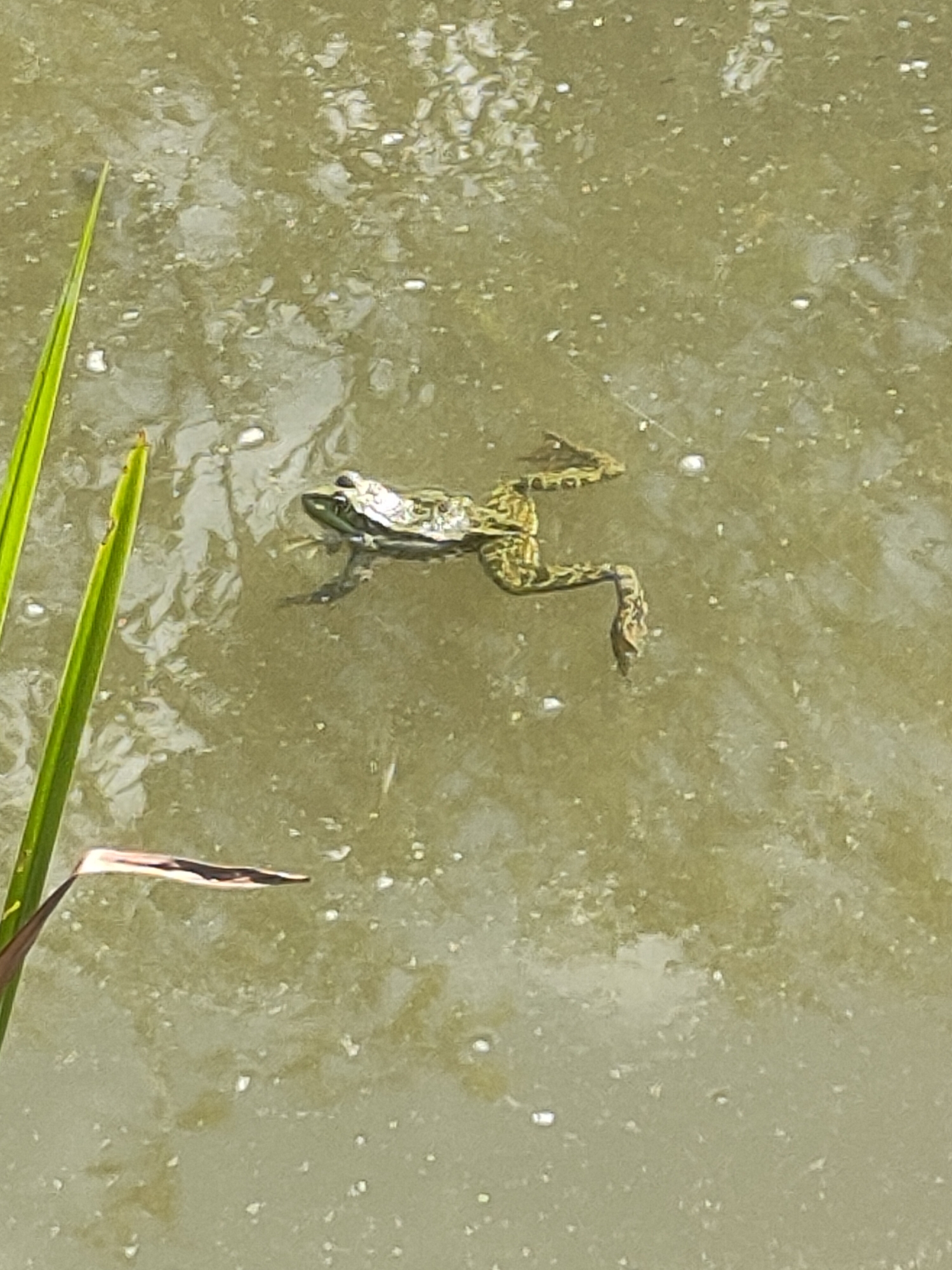 A frog floats on the surface of murky, brown water. The frog, with green and brown mottled skin, faces left with its eyes visible. One of its hind legs is extended backward. In the foreground, to the left of the frog, are two long, green blades of grass. The water's surface is disturbed, with small bubbles and reflections of light visible. The overall environment suggests a natural water body, likely a pond or slow-moving stream, in an outdoor setting. Based on the provided context, this scene is located in Nosivka, Ukraine.